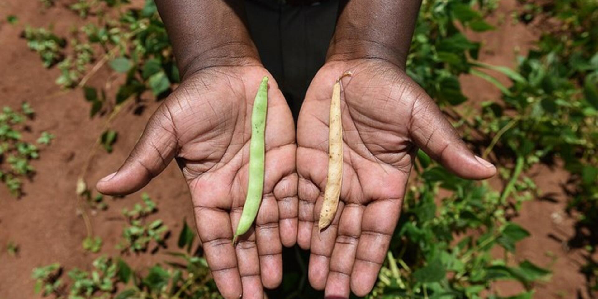 Drought, pests and disease on the rise hit harvests in Zimbabwe