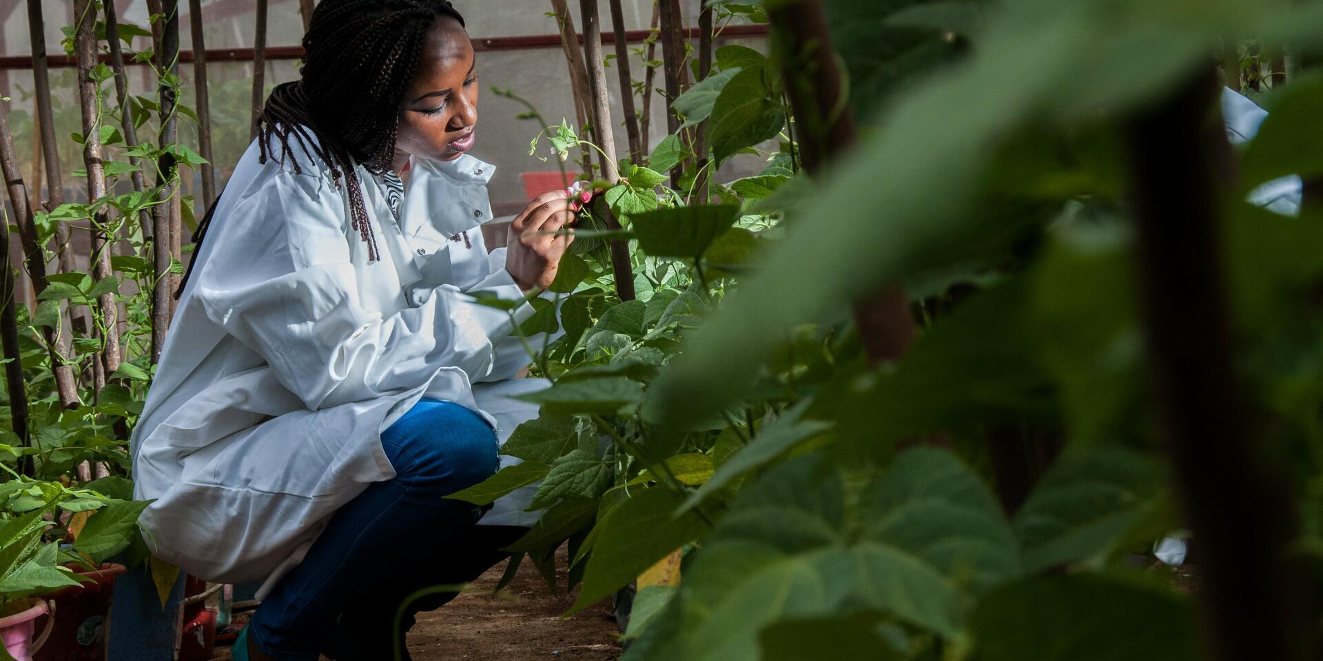 A win for beans; a win for Africa - Alliance Bioversity International - CIAT