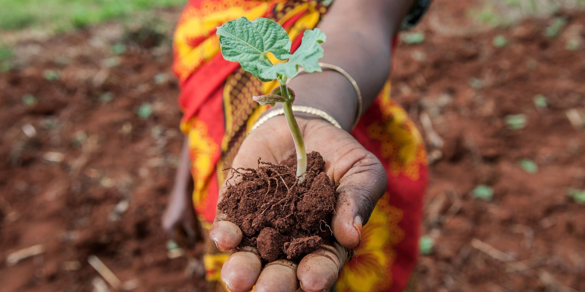 A4IP 2023 Year in Review - Tracing a Journey to Impact - Alliance Bioversity International - CIAT 