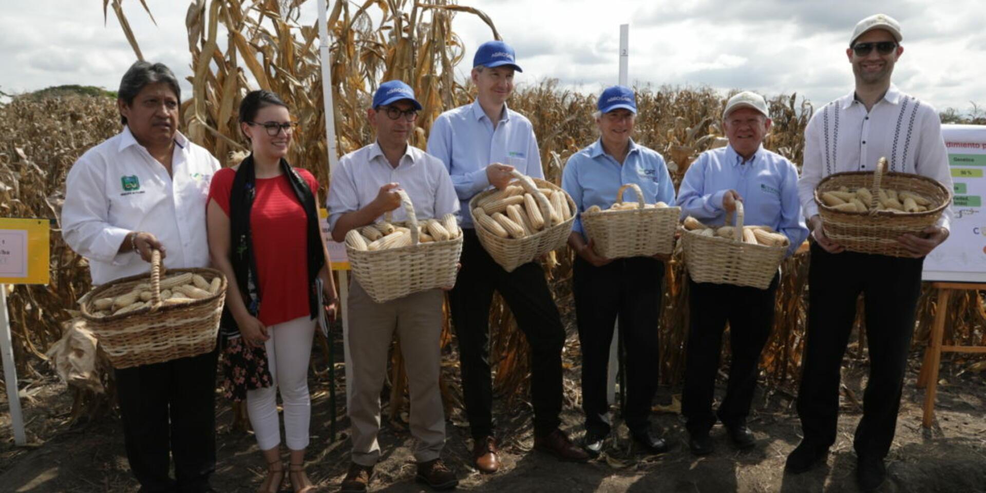 Apertura del convenio de cooperaci&oacute;n entre CIMMYT y AGROSAVIA para la reactivaci&oacute;n del programa de ma&iacute;z en Colombia