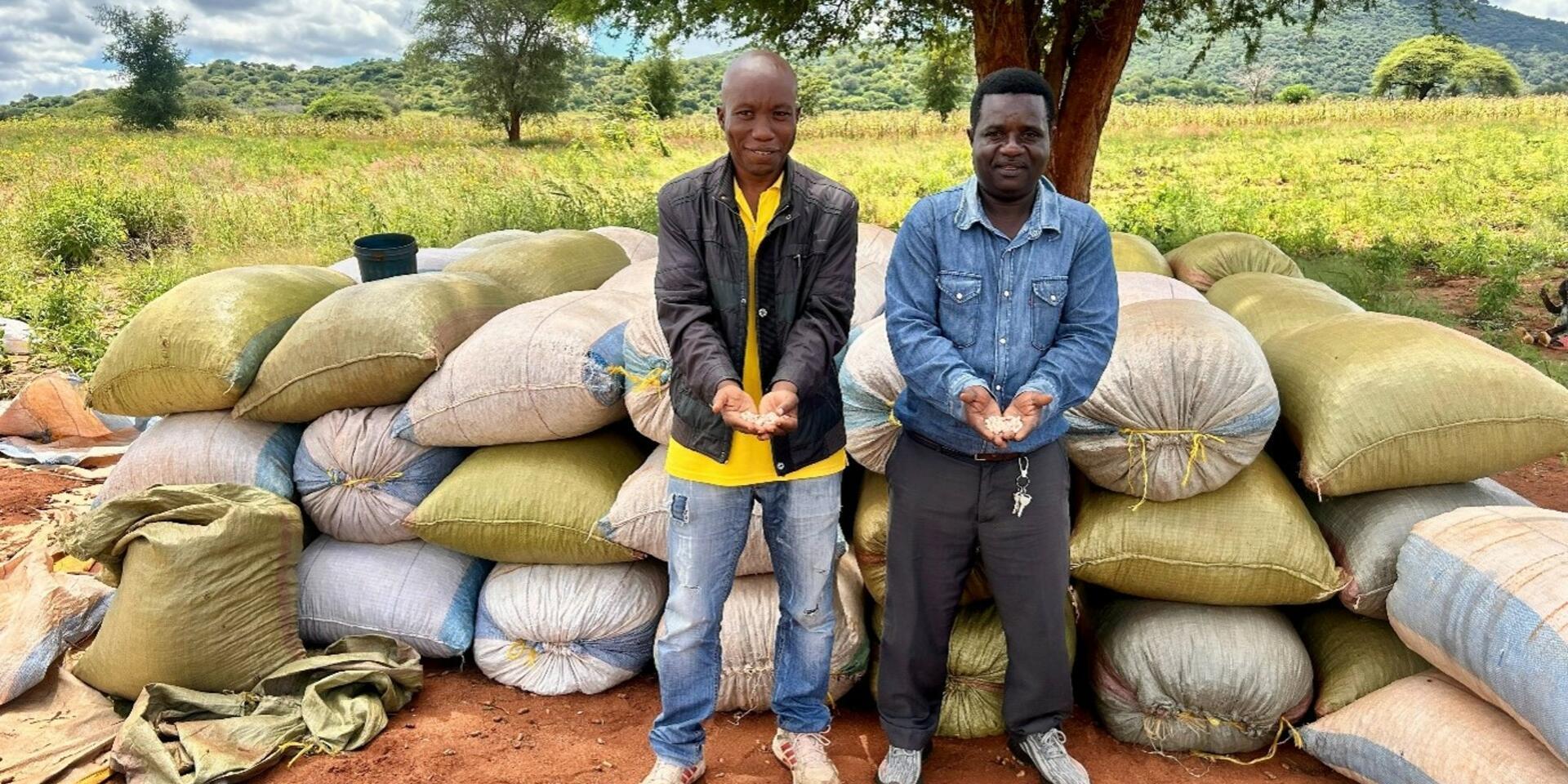 Accelerating variety turnover for sorghum and groundnuts in Tanzania - The BESTO Enterprises story