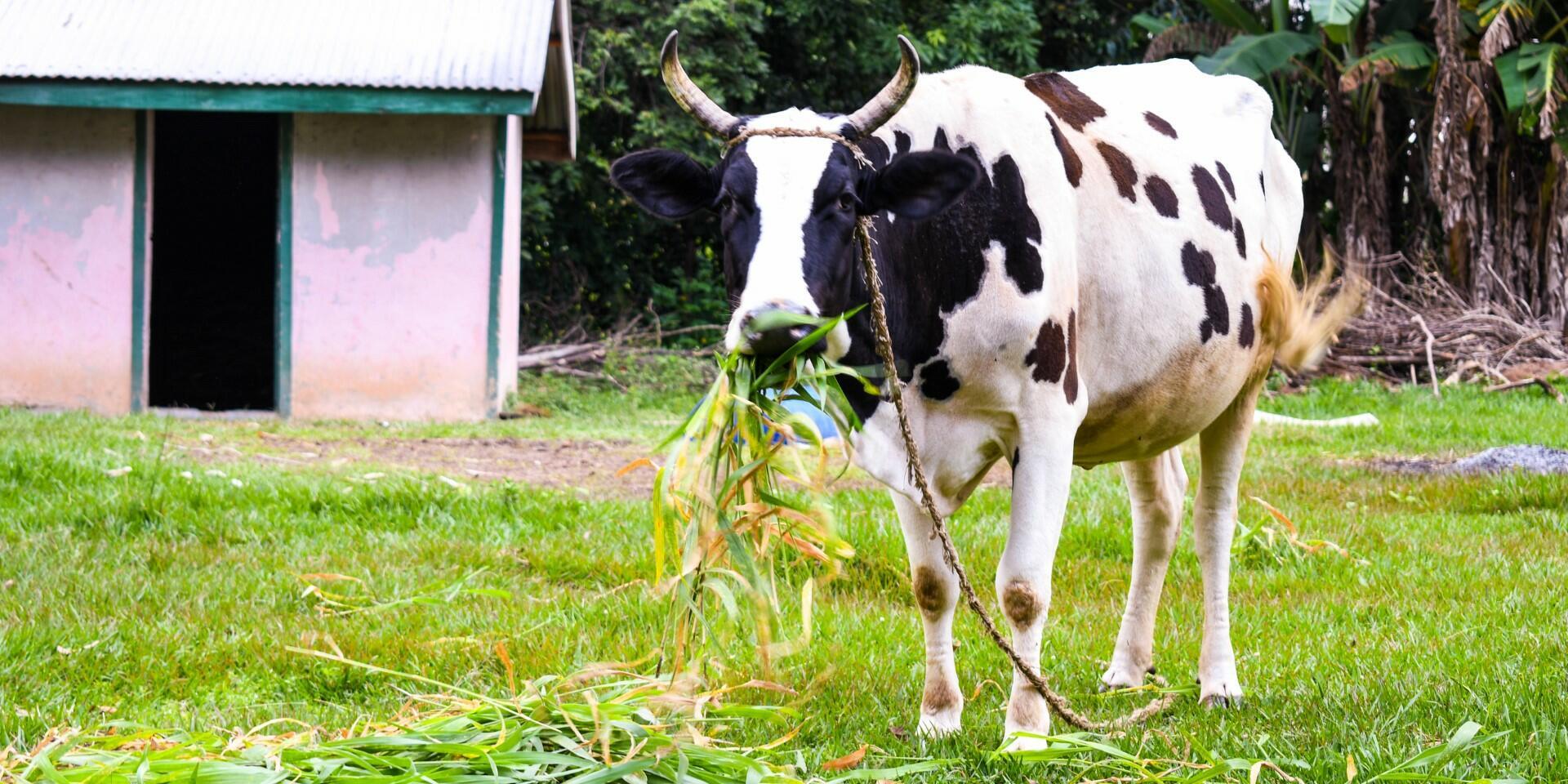 Adaptation mechanisms for Derisking access to finance for Dairy Farmers - Alliance Bioversity International - CIAT