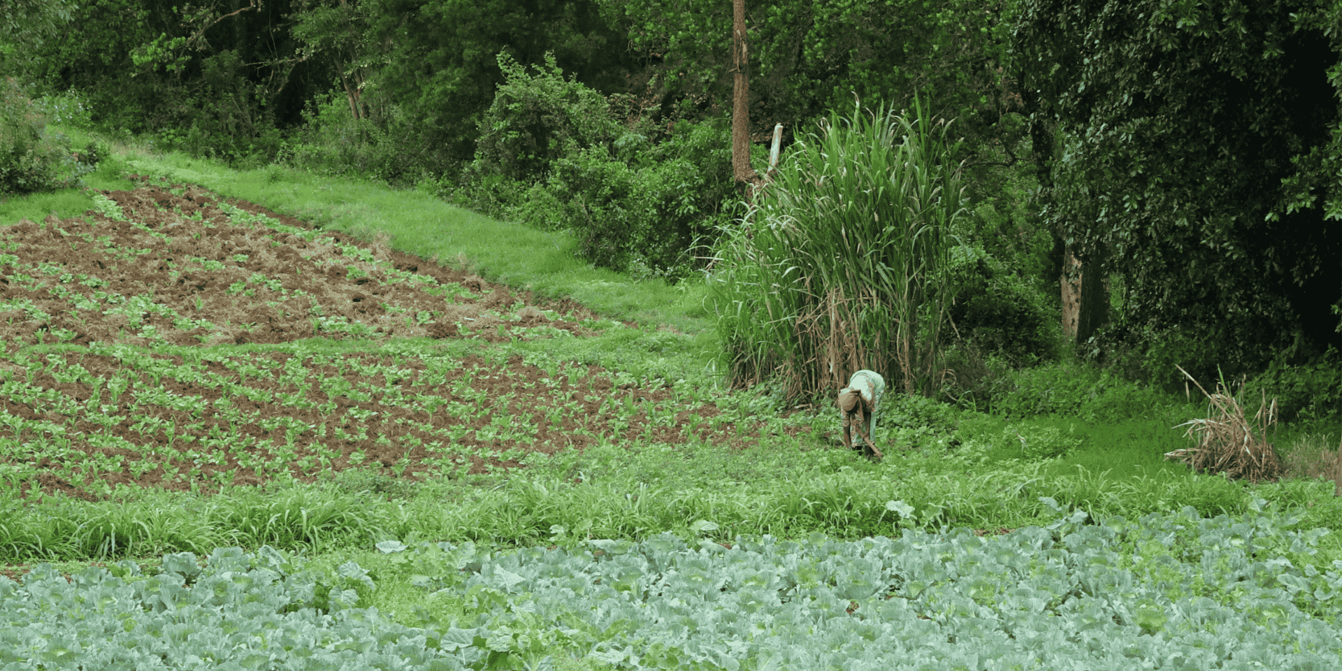 Agrobiodiversity as roots of resilience - Photo with a story contest