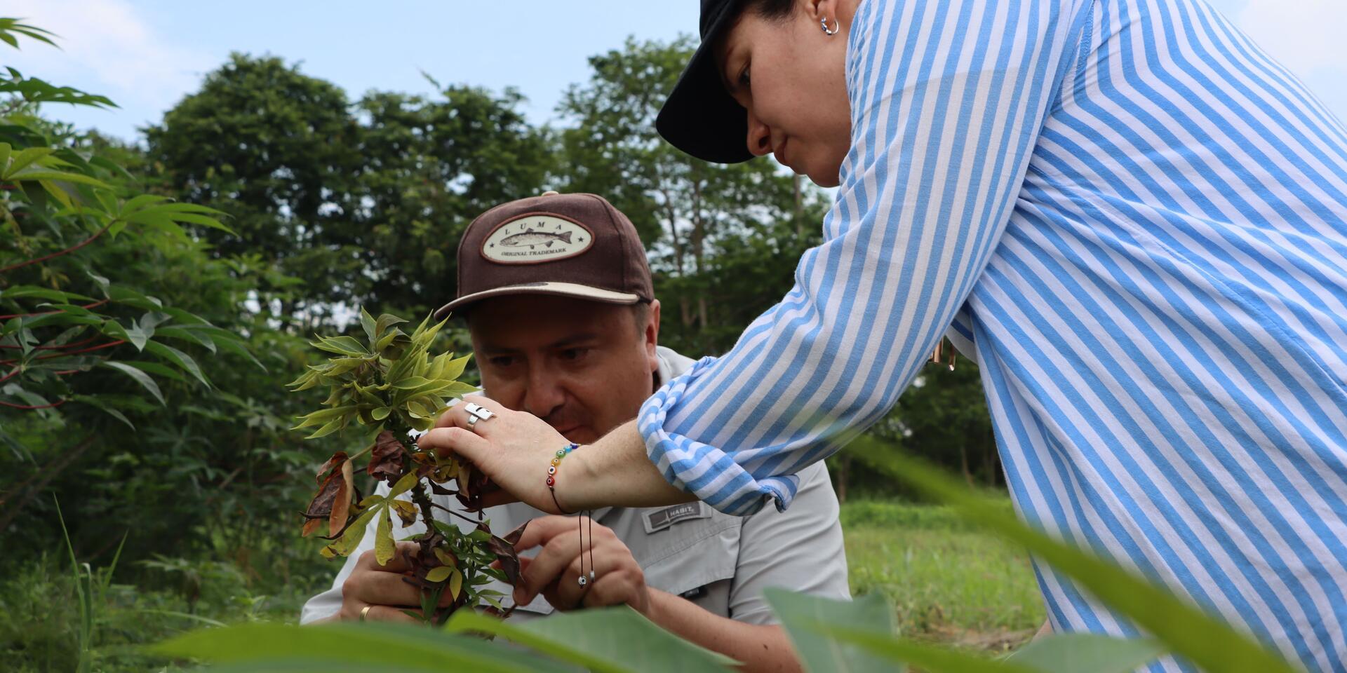  Countries join forces against Cassava Witches&rsquo; Broom Disease - - Annual Report 2025 - Alliance Bioversity International - CIAT