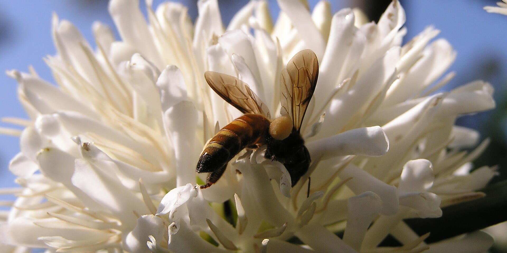 More Work Needed To Unlock Mysteries of Asia&rsquo;s Bees - Image 1