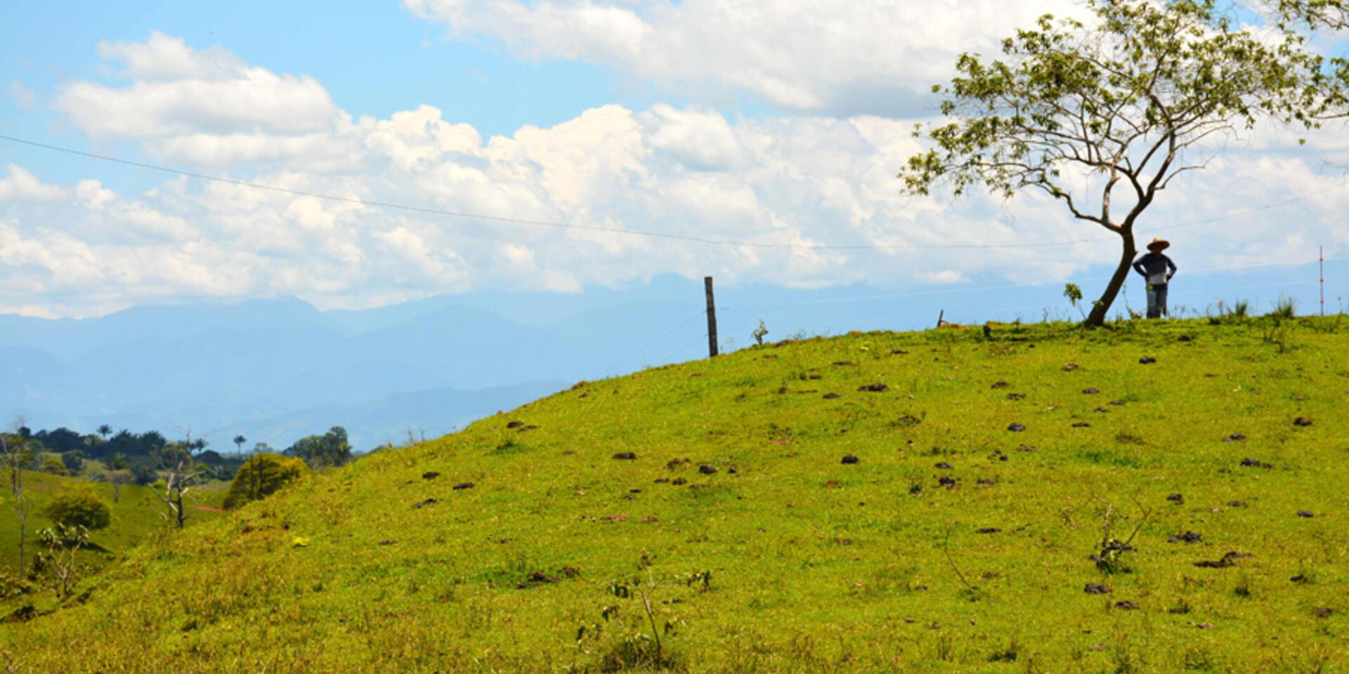 Arbolitos y esperanzas: un recorrido por la Amazon&iacute;a en Per&uacute; y Colombia