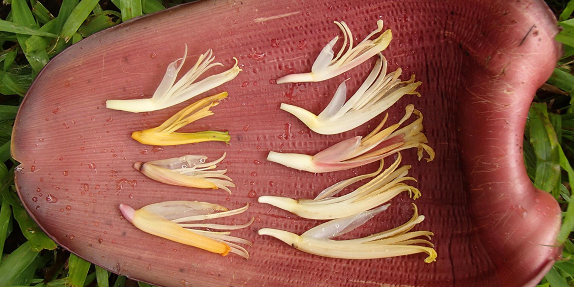 International Musa Germplasm Transit Centre - Image 1