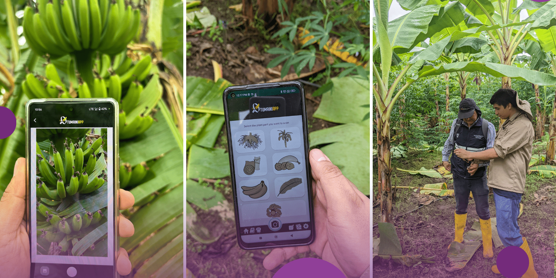 Tumaini App: Crop Health for Bananas & Beans