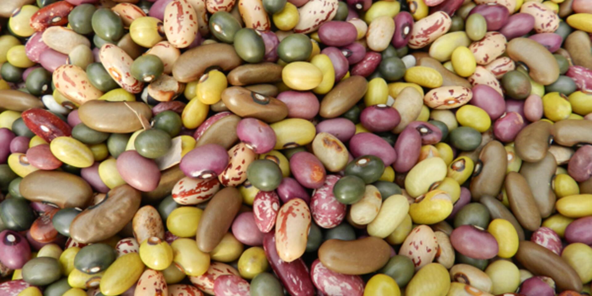 Pulses are praised for health, ecological and economic benefits