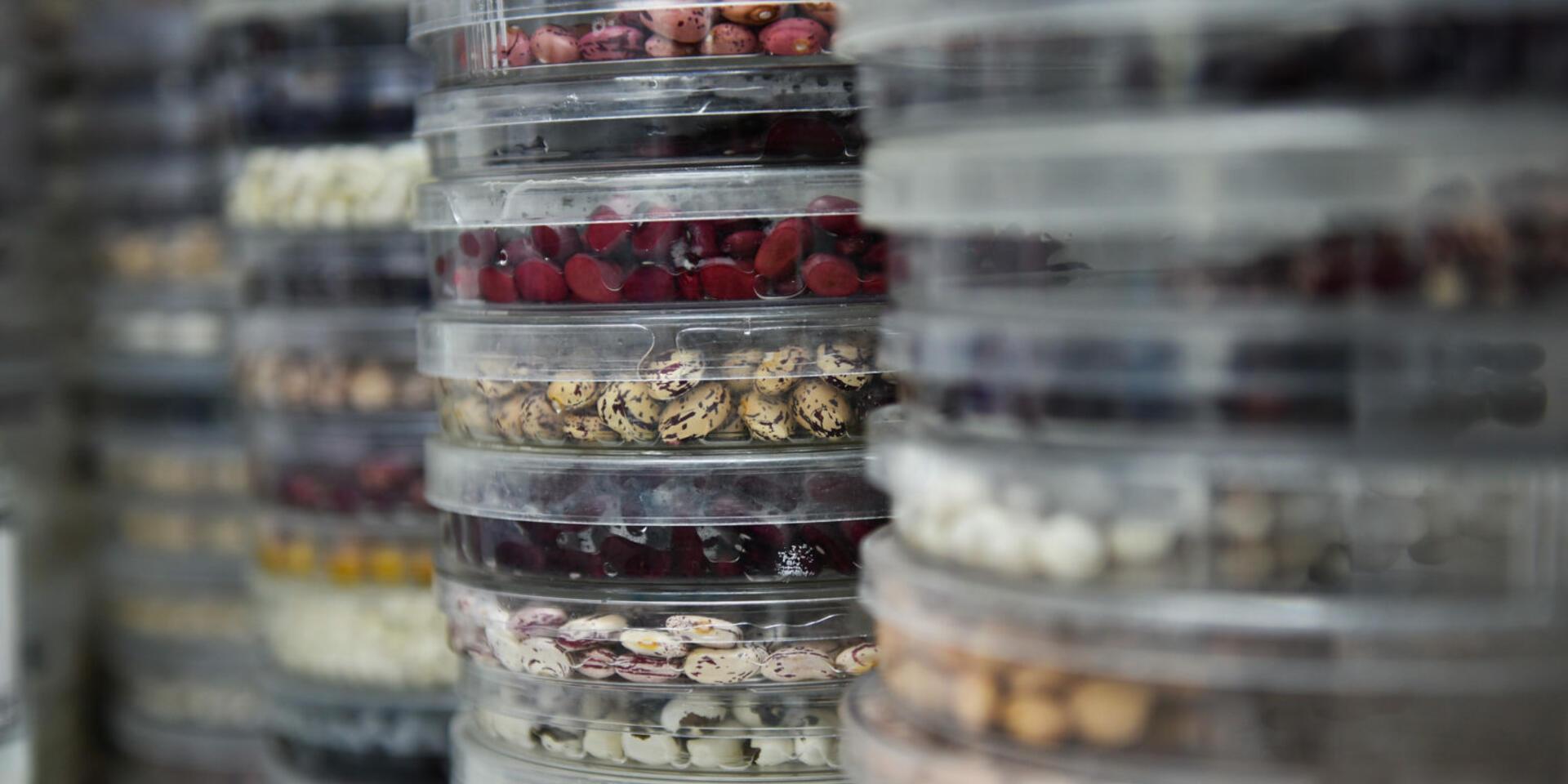 The Alliance genebank in Colombia conserves diverse collections of beans, cassava, and forages.