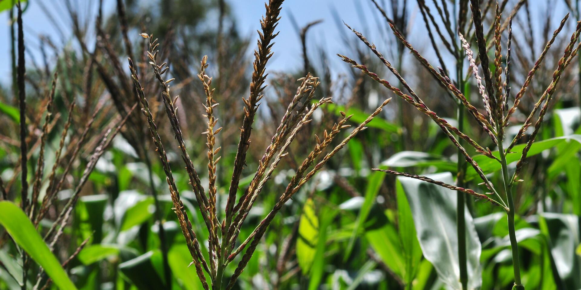 Benin - Alliance Bioversity International - CIAT