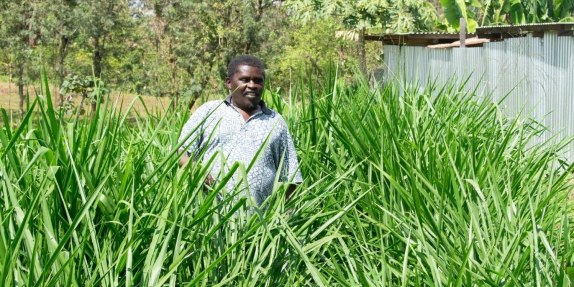 Grass cushions farmer&rsquo;s retirement