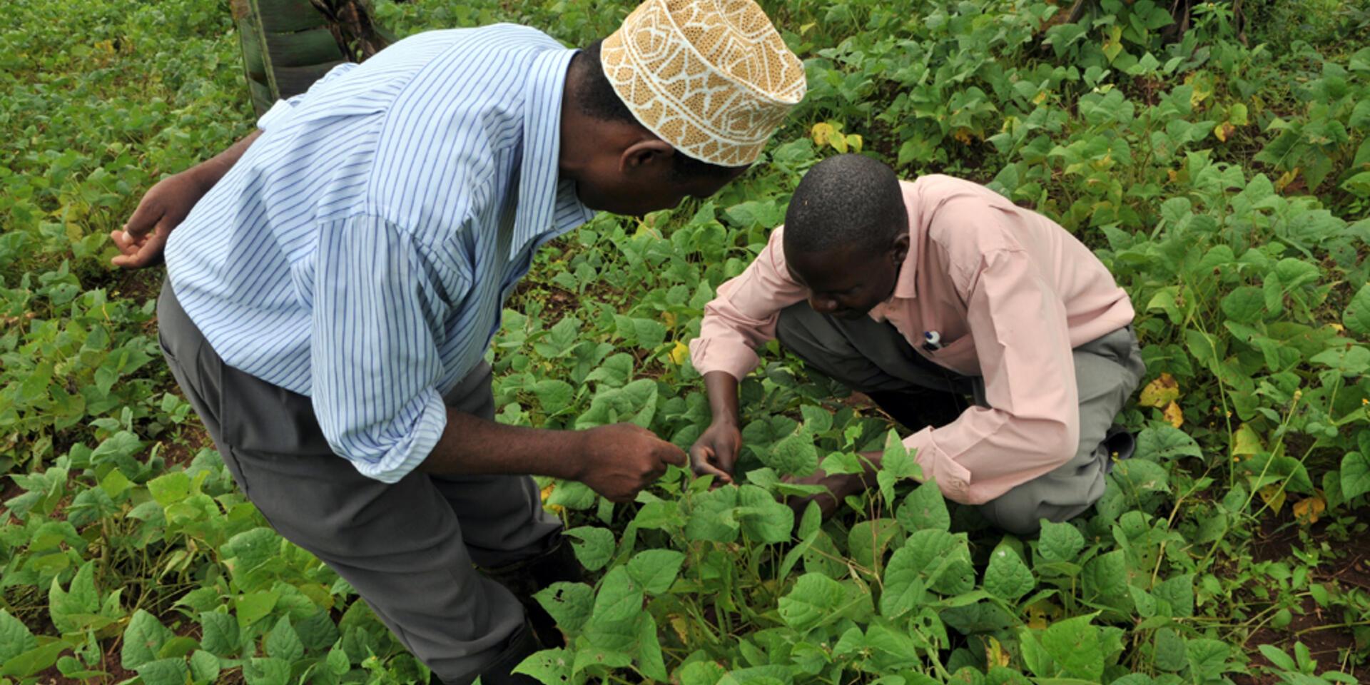 Beyond Beans -  How 30 years of PABRA experience could inform scaling across agriculture