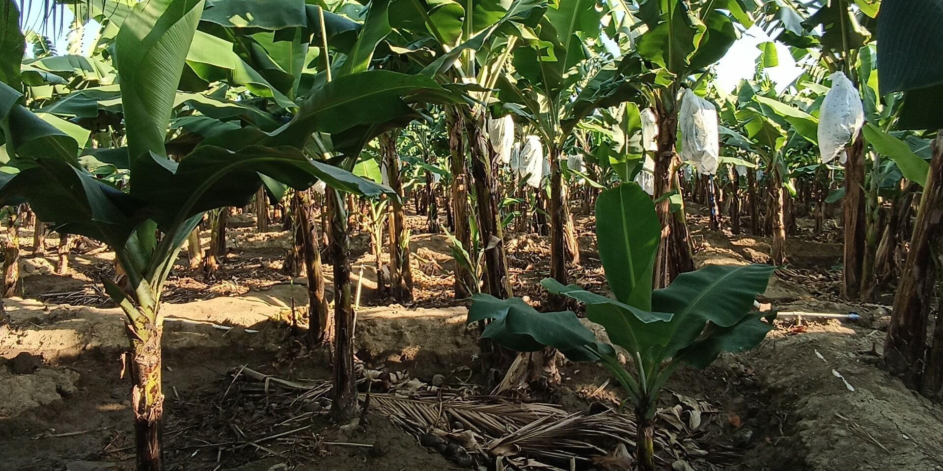 BioFinCas - Alliance Bioversity International - CIAT