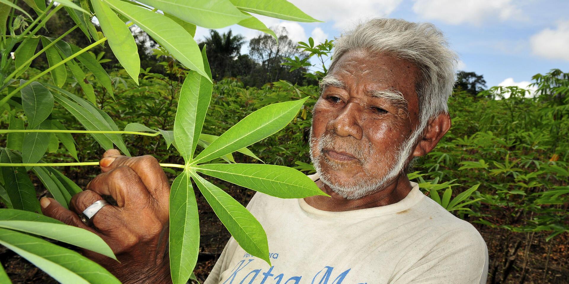 Brazil - Alliance Bioversity International - CIAT