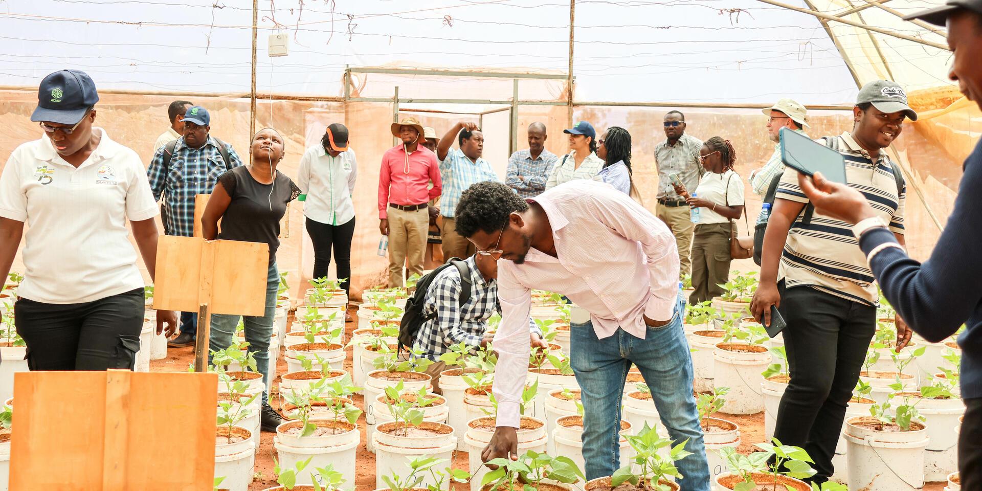 Breeding a better bean starts with knowing what people want