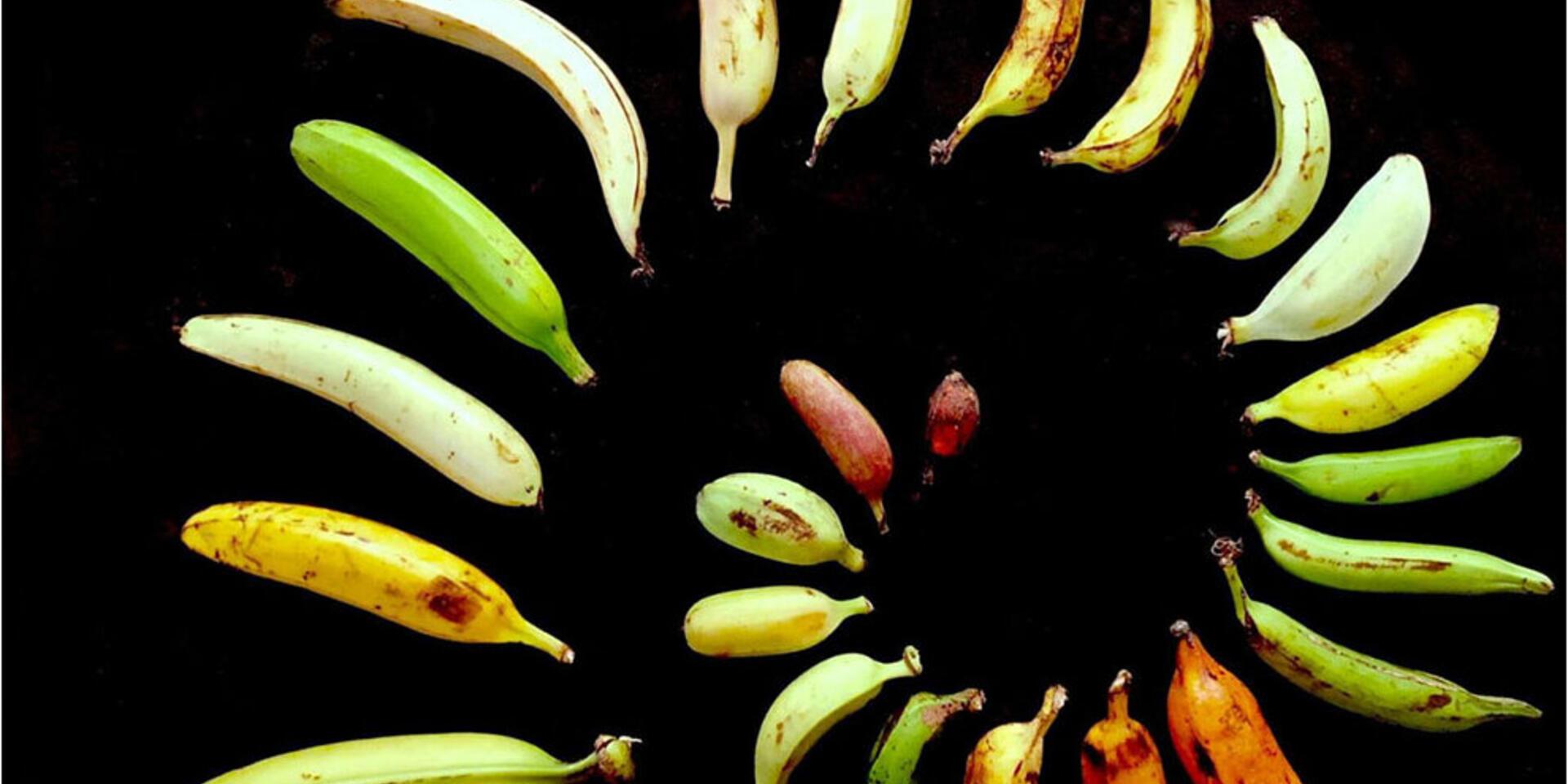 Bringing Diverse Bananas to Market - Alliance Bioversity International - CIAT