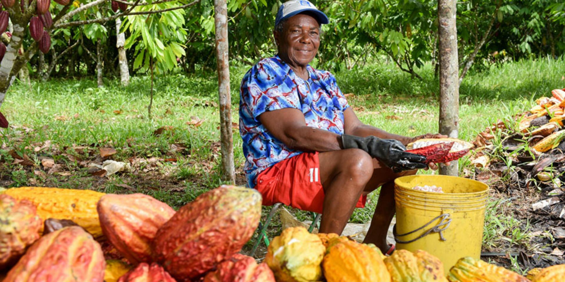 Hablemos del cadmio en el cacao andino