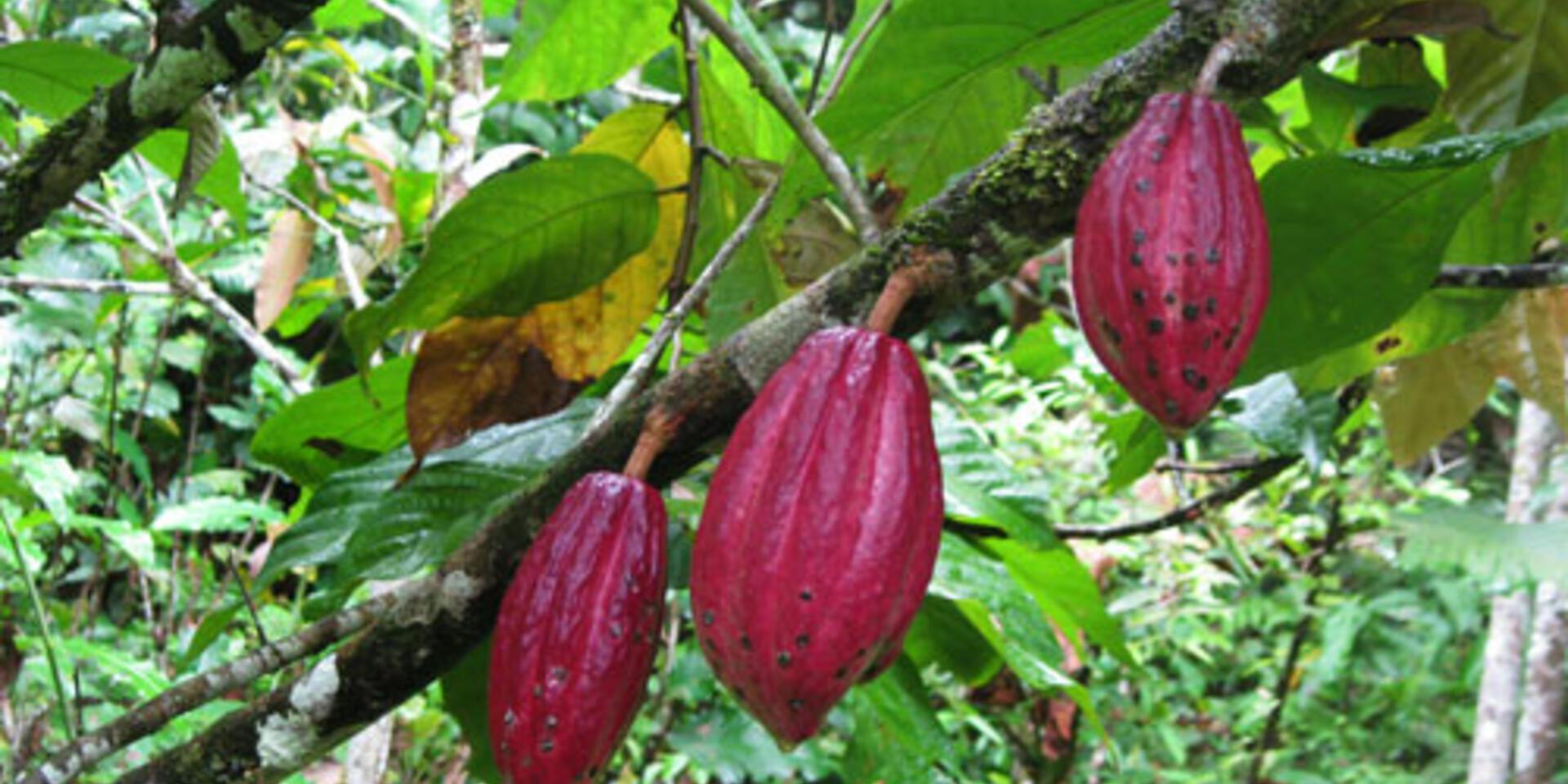Cacao diversity: for smallholders, economies and gourmands