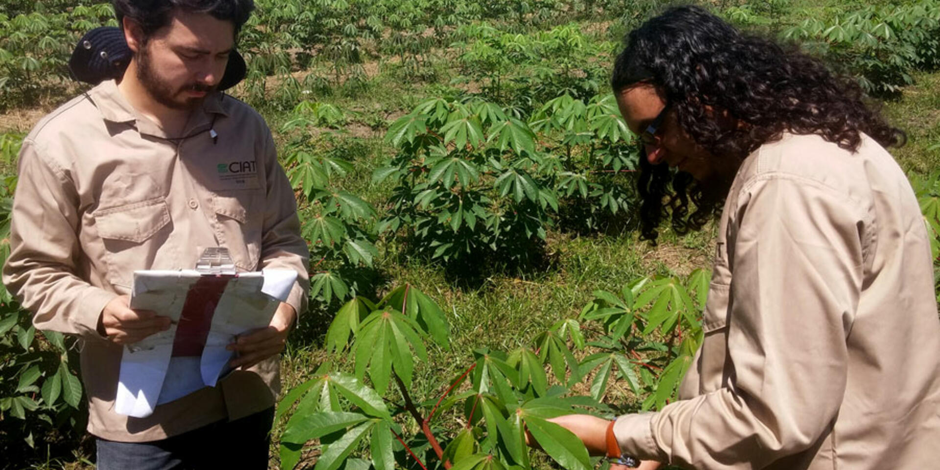 Brewing a cassava crop model