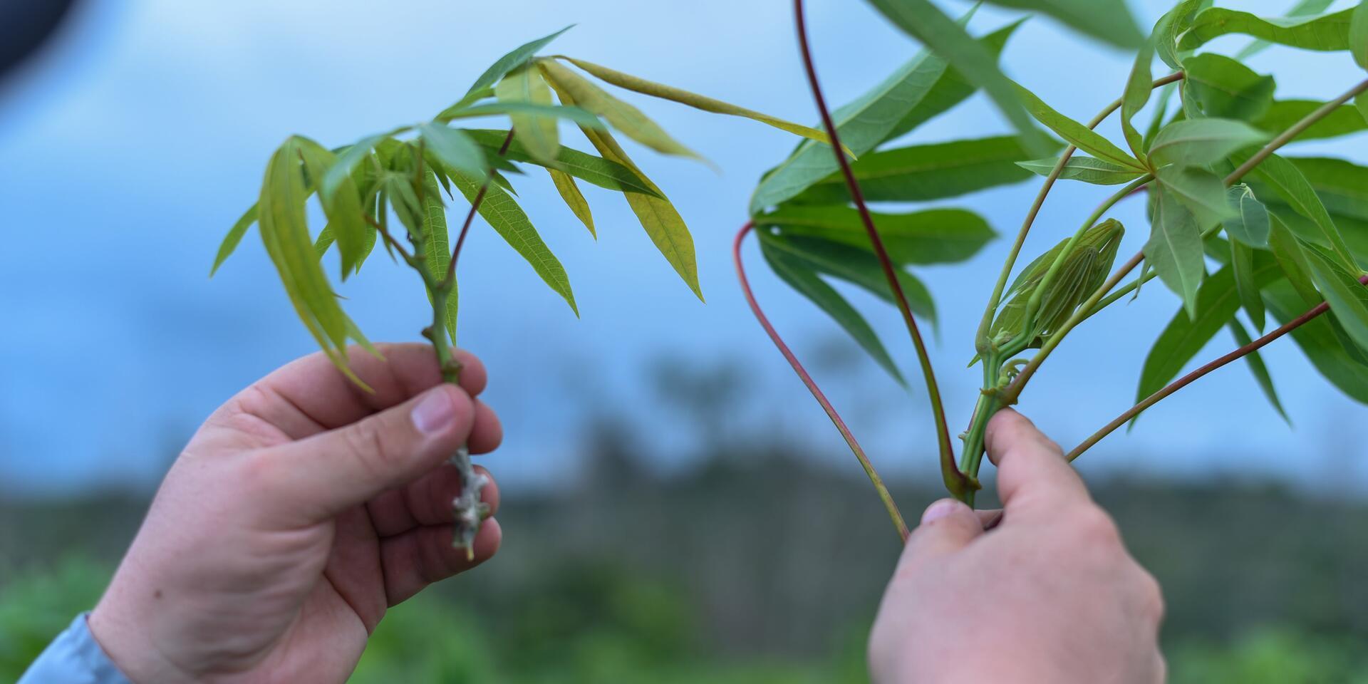 Cassava Witches’ Broom Disease - Image 6