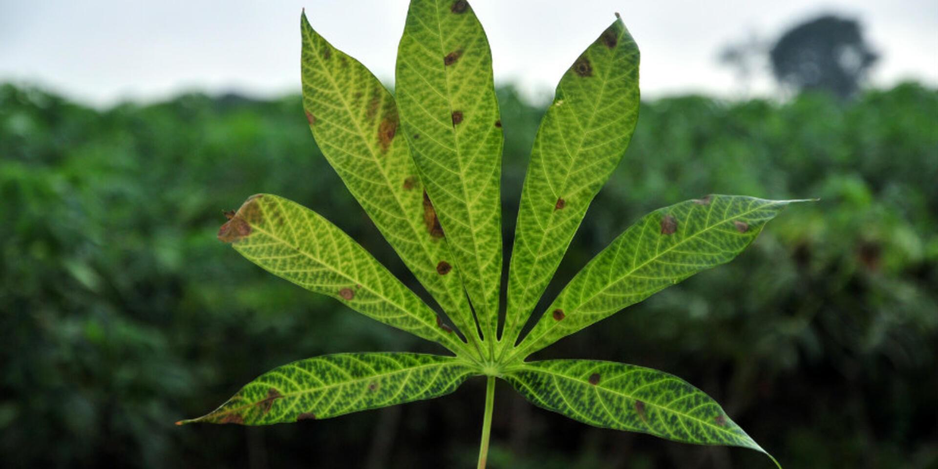 In Bellagio, experts devise a global system to stop crop diseases in their tracks