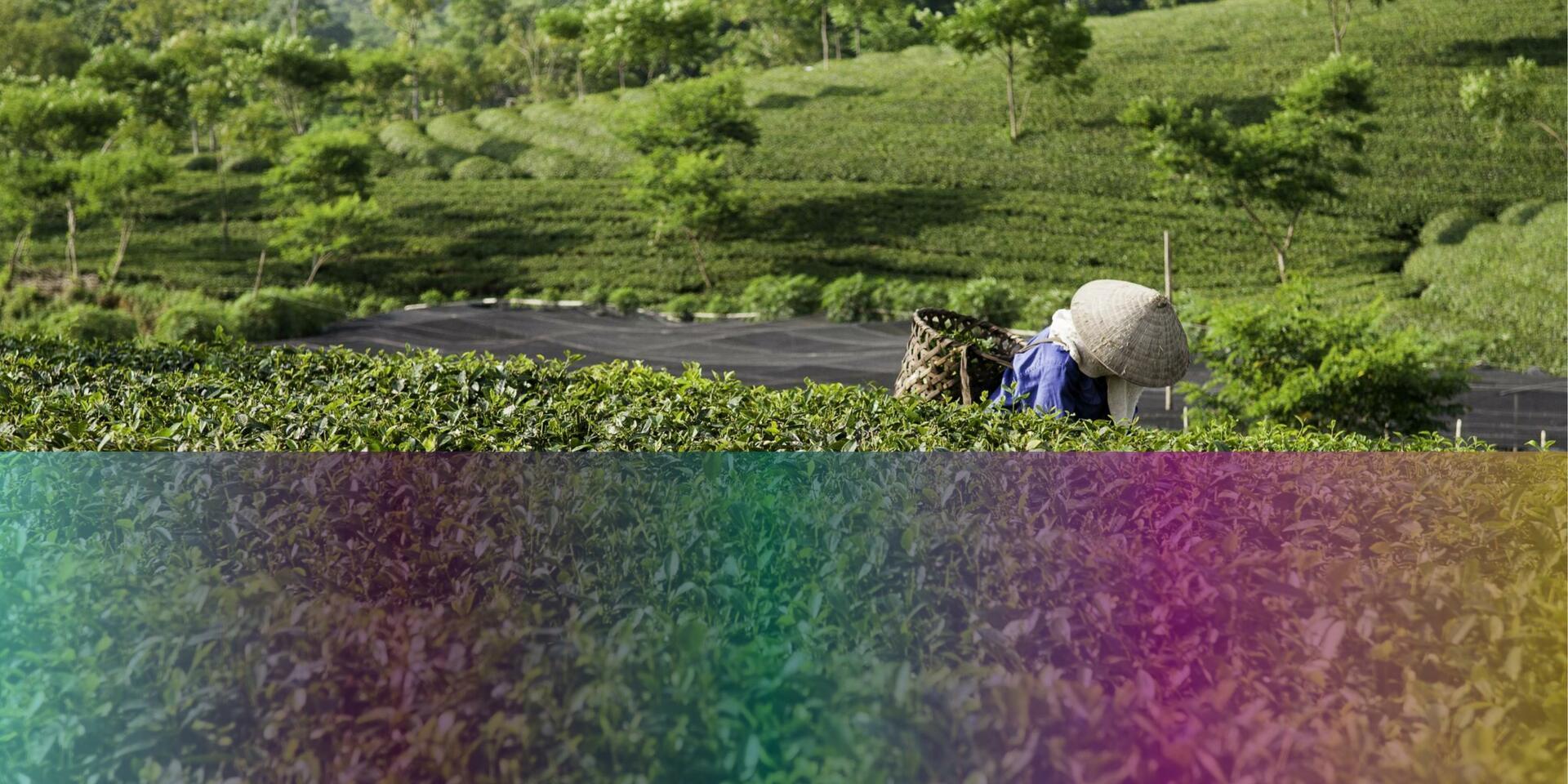 CGIAR Hub for Sustainable Finance (ImpactSF) - Alliance Bioversity International - CIAT