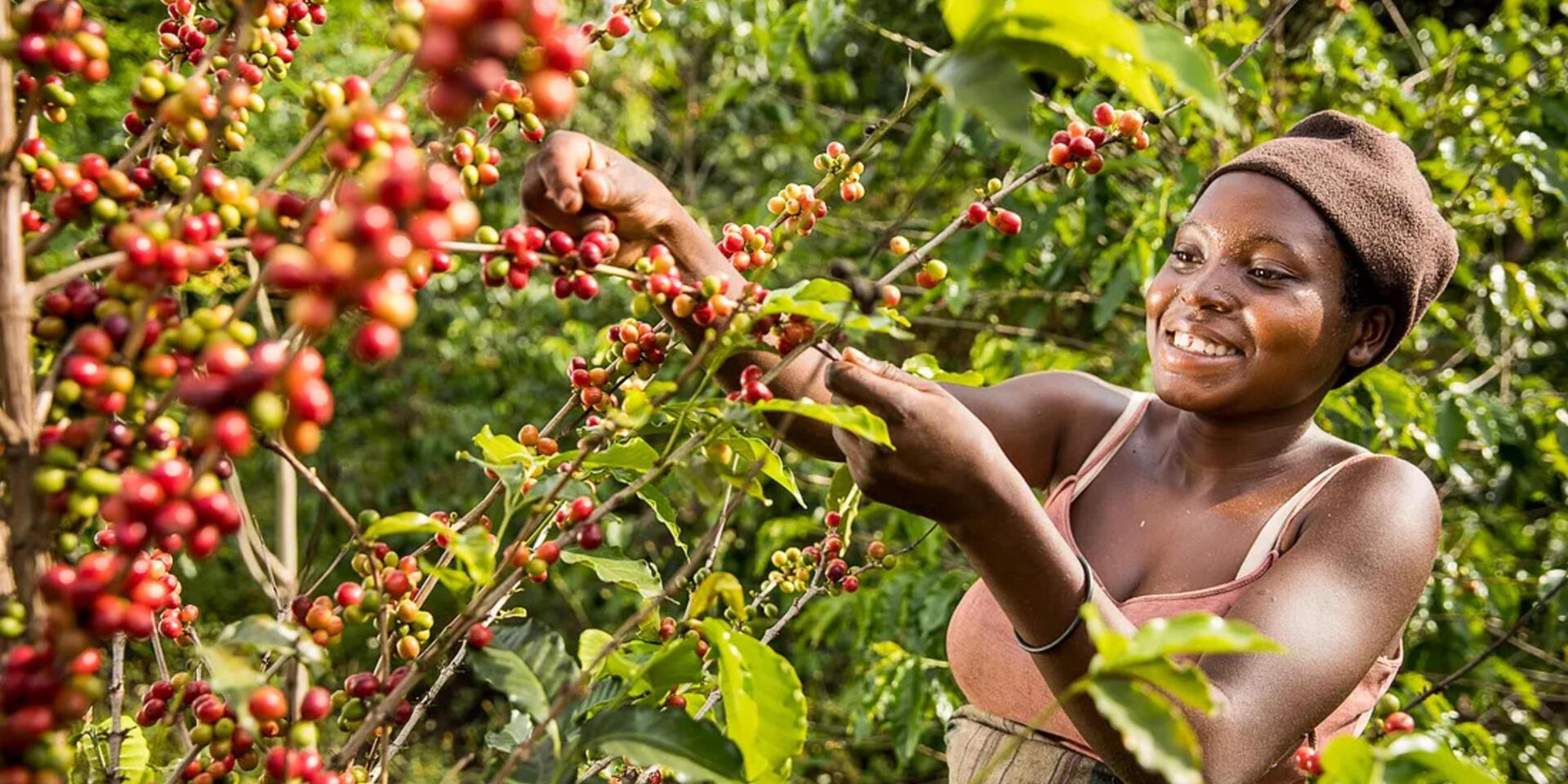 Christian Bunn Machine vision &mdash; technofix or smallholder solution for deforestation-free coffee - Alliance Bioversity International - CIAT