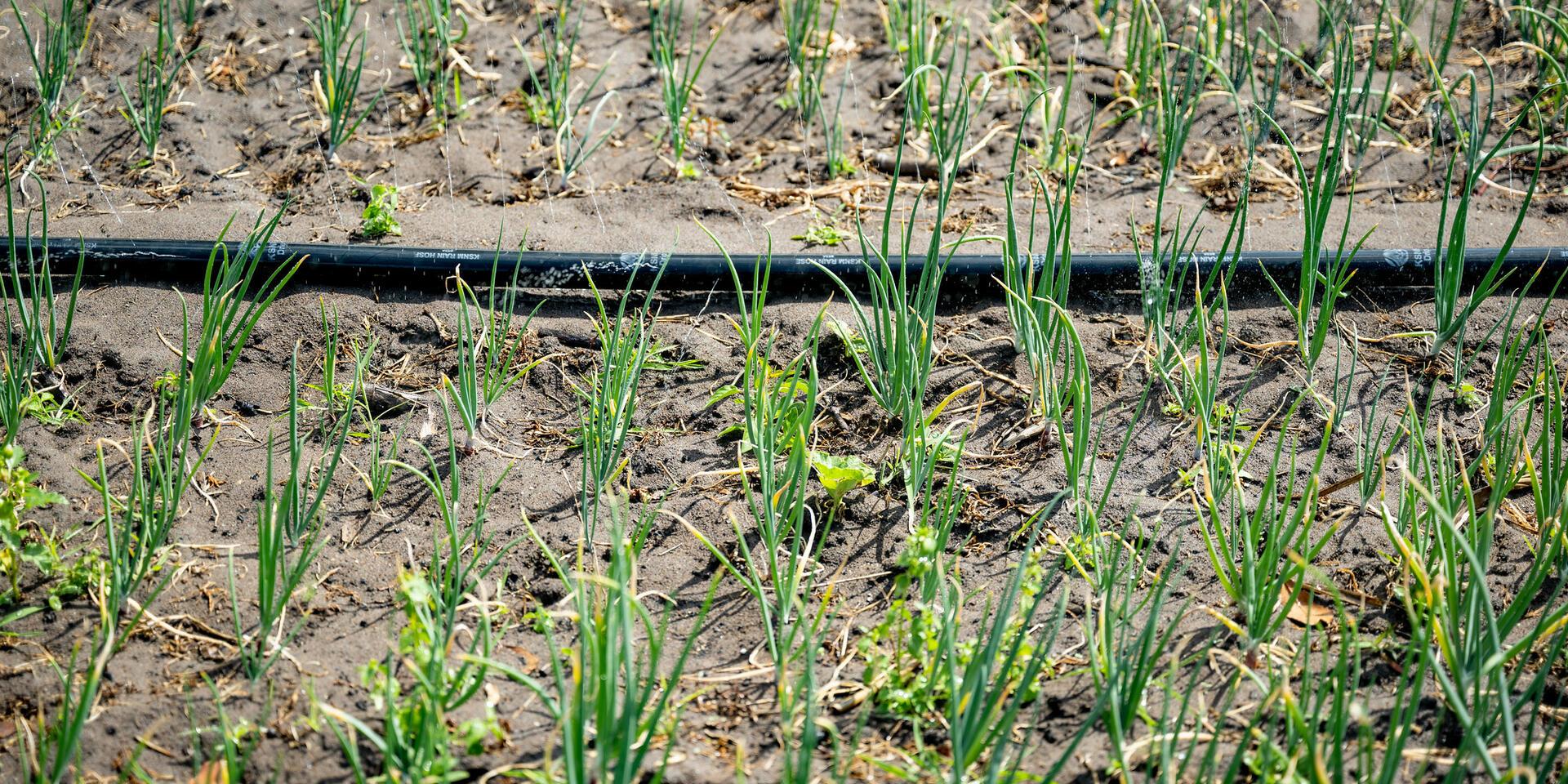 CLIC and CGIAR (ImpactSF) A Strategic Partnership to Accelerate Sustainable Agrifood SMEs in Africa