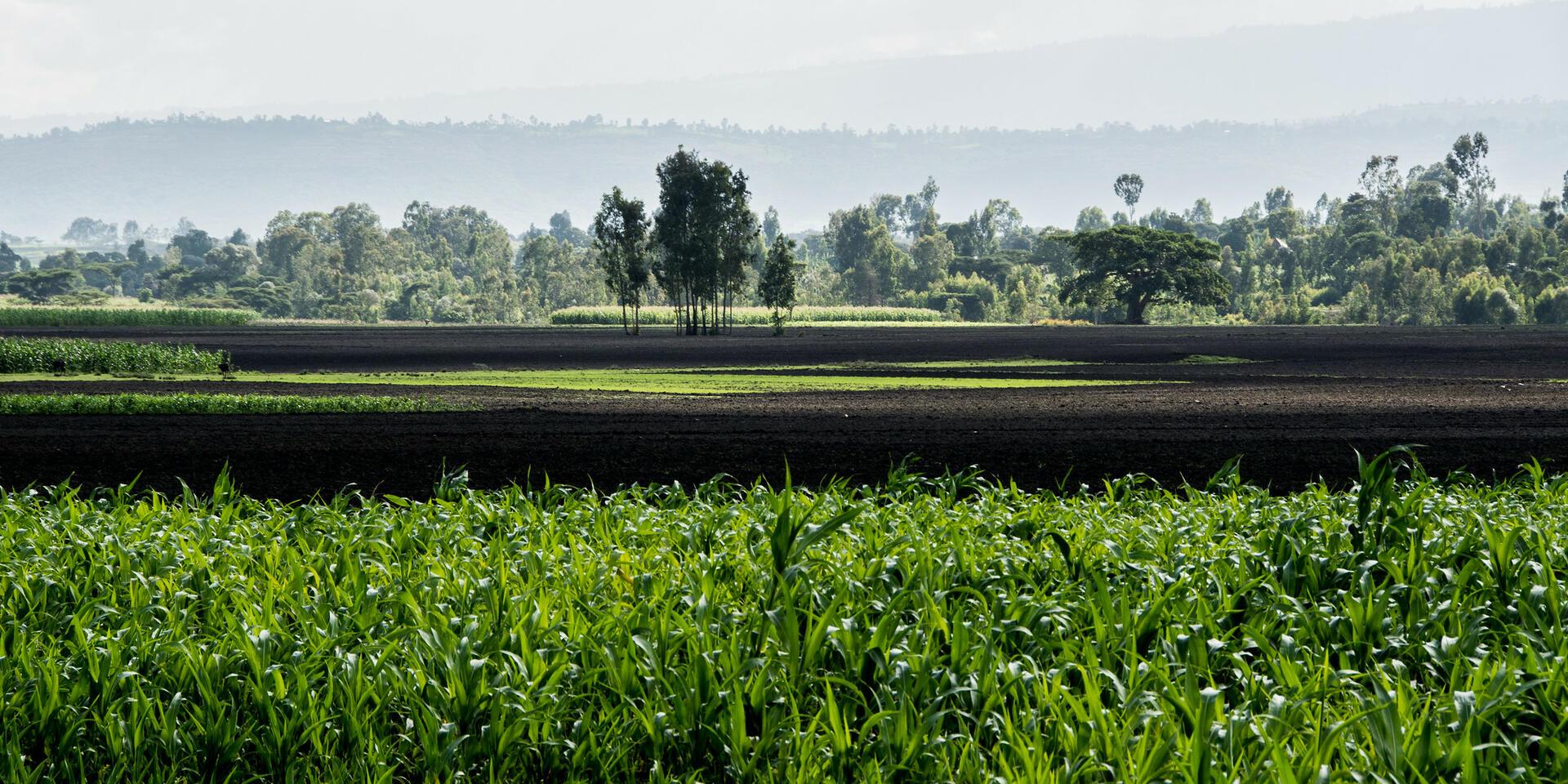 Climate risk to opportunity in East Africa - Scaling food system investment for nature and social impact - Alliance Bioversity International and CIAT
