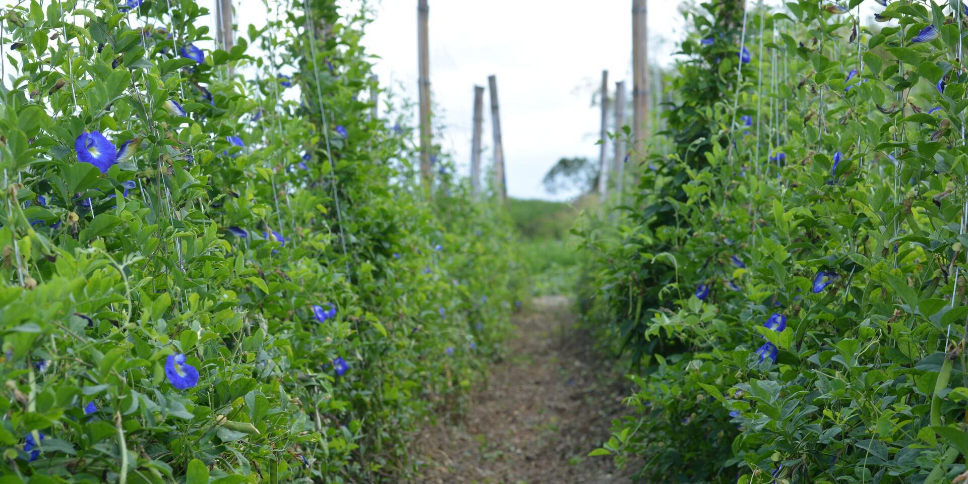 Clitoria ternatea plant with vibrant blue flowers growing in the field