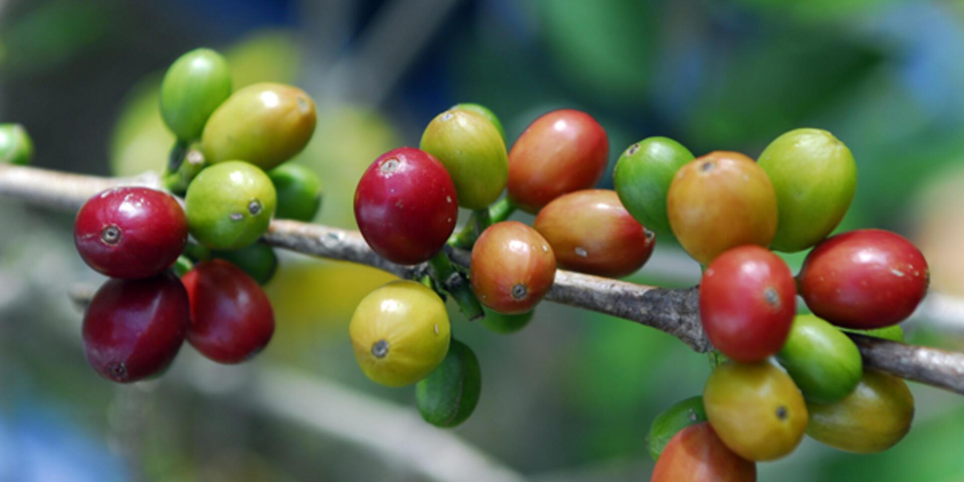 Wild coffee plants, Christmas trees and chocolate's tree are surprisingly poorly protected
