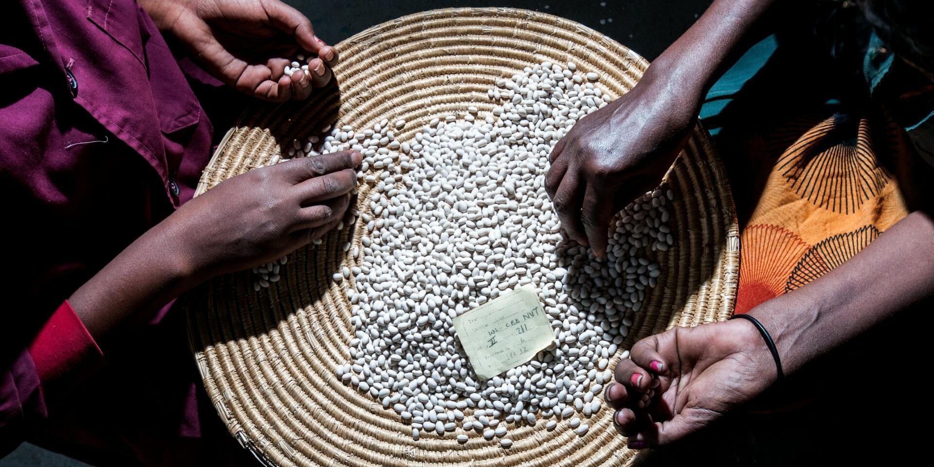 Community seed banks show promise as grassroots peacebuilding institutions