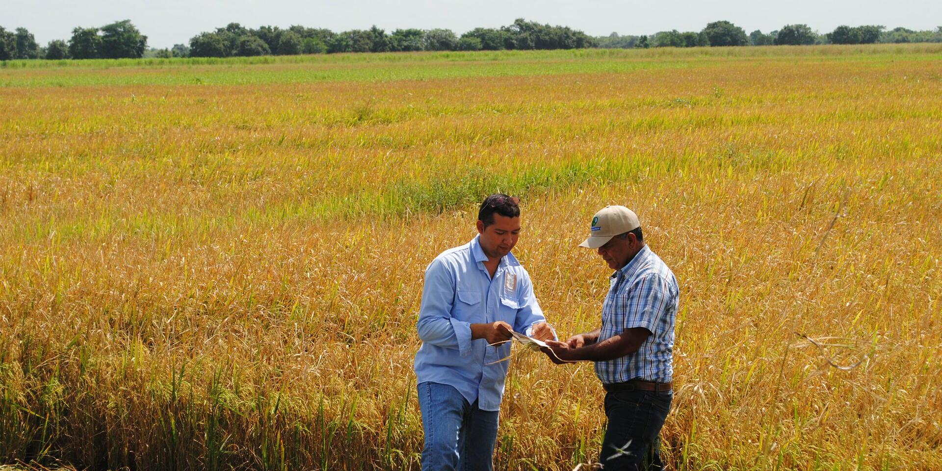 Complementary Strategies for Navigating Technology Transfer Stories of Innovation and Impact from A4IP Venture-Out Events - Alliance of Bioversity International and CIAT