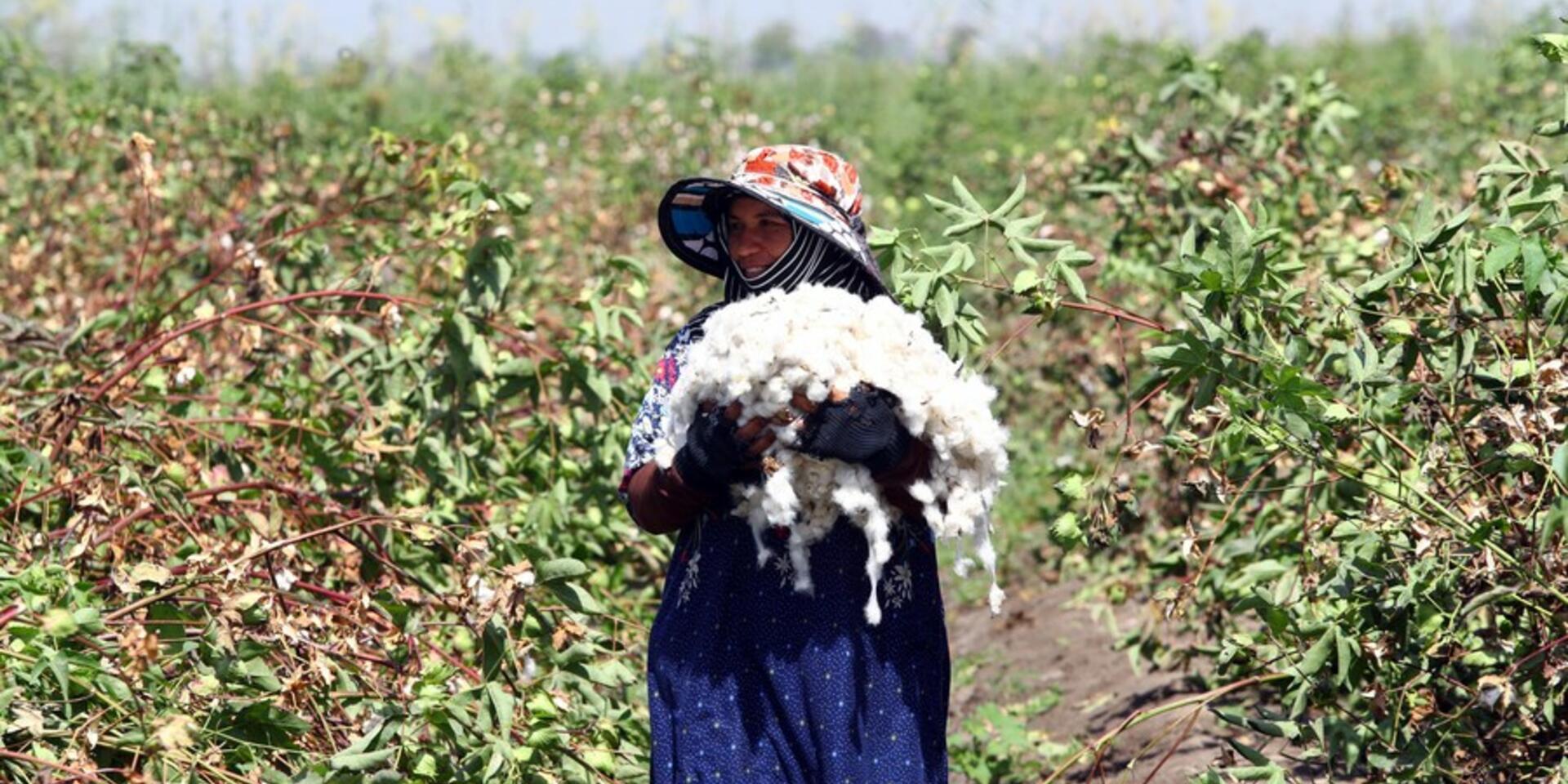 Consultation Workshop for AgriTech4Egypt: Presenting a Strategic Egypt&ndash;Italy Initiative Connecting Research, Entrepreneurship, and Industry 