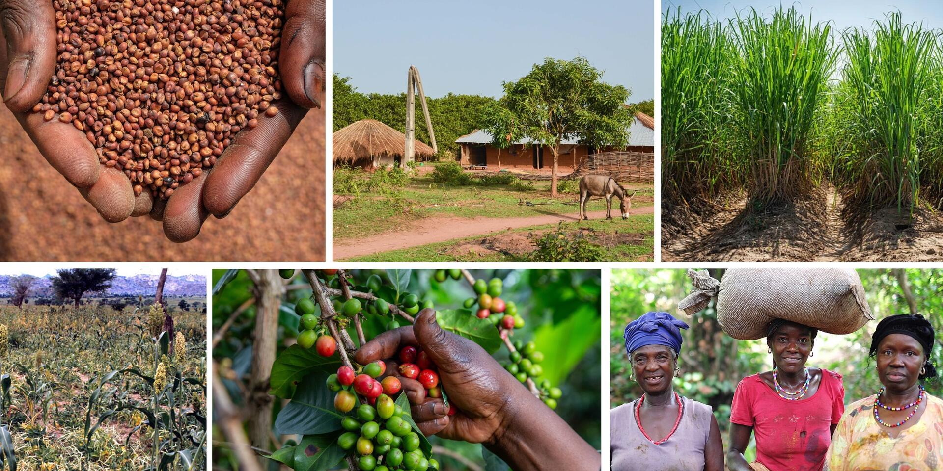 Consultation workshop - Strengthening Guinea&rsquo;s agricultural innovation ecosystem&nbsp;