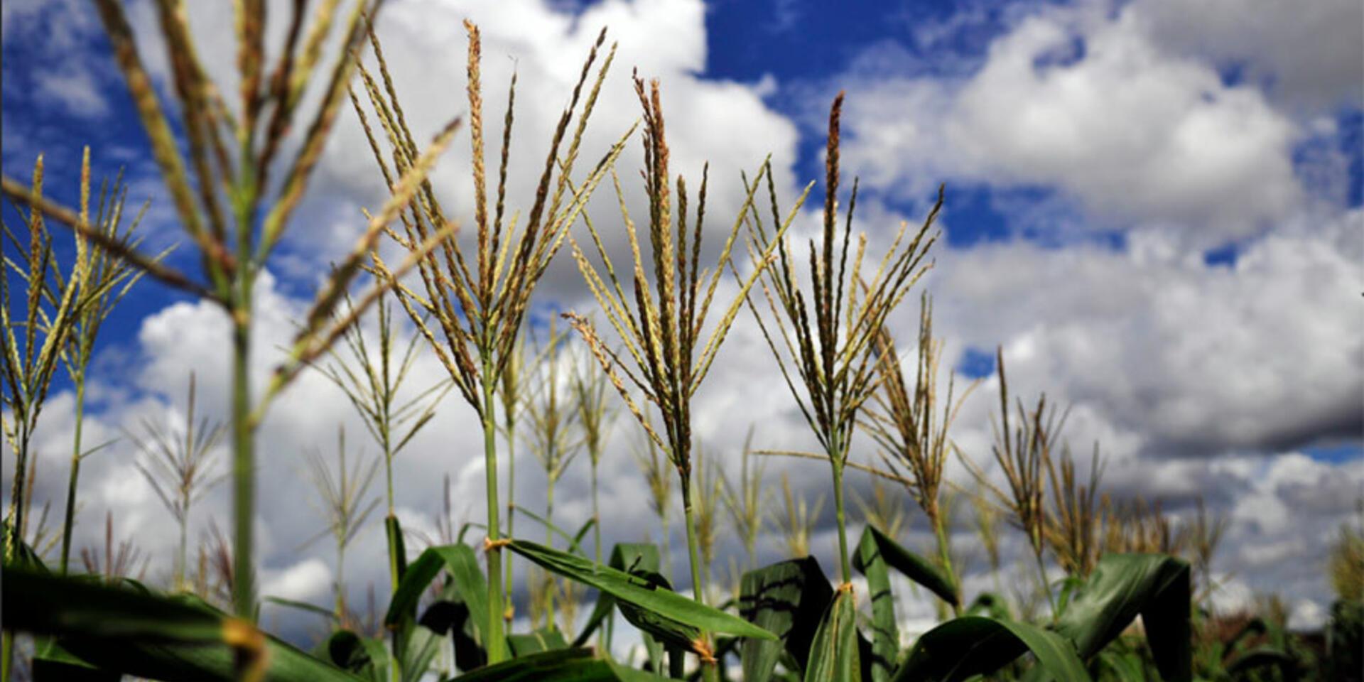 Thanks COP21... now let's get down to business with climate-smart agriculture