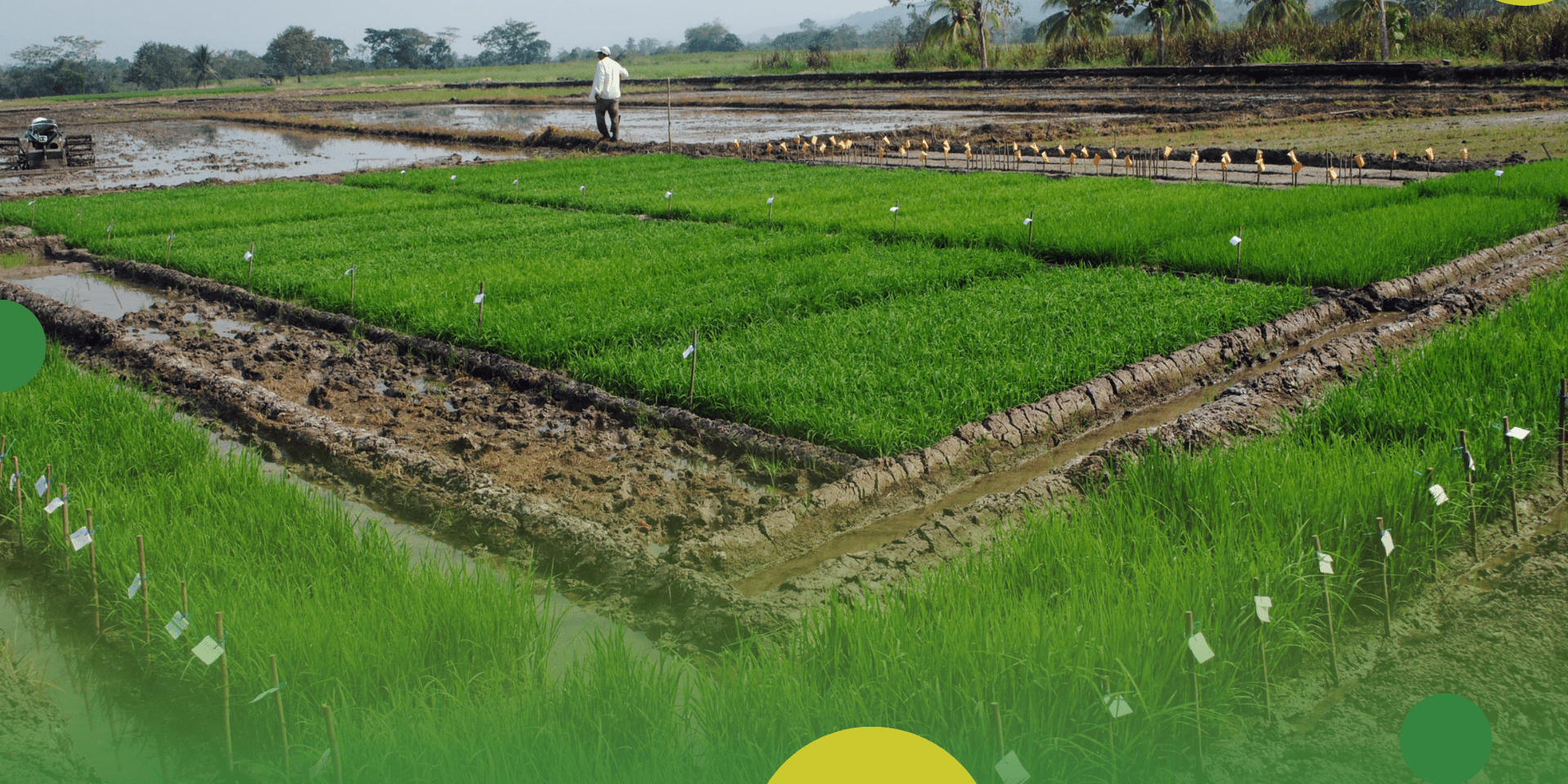 Biometrical Genetics Workflow (Bioflow) - Alliance Bioversity International - CIAT