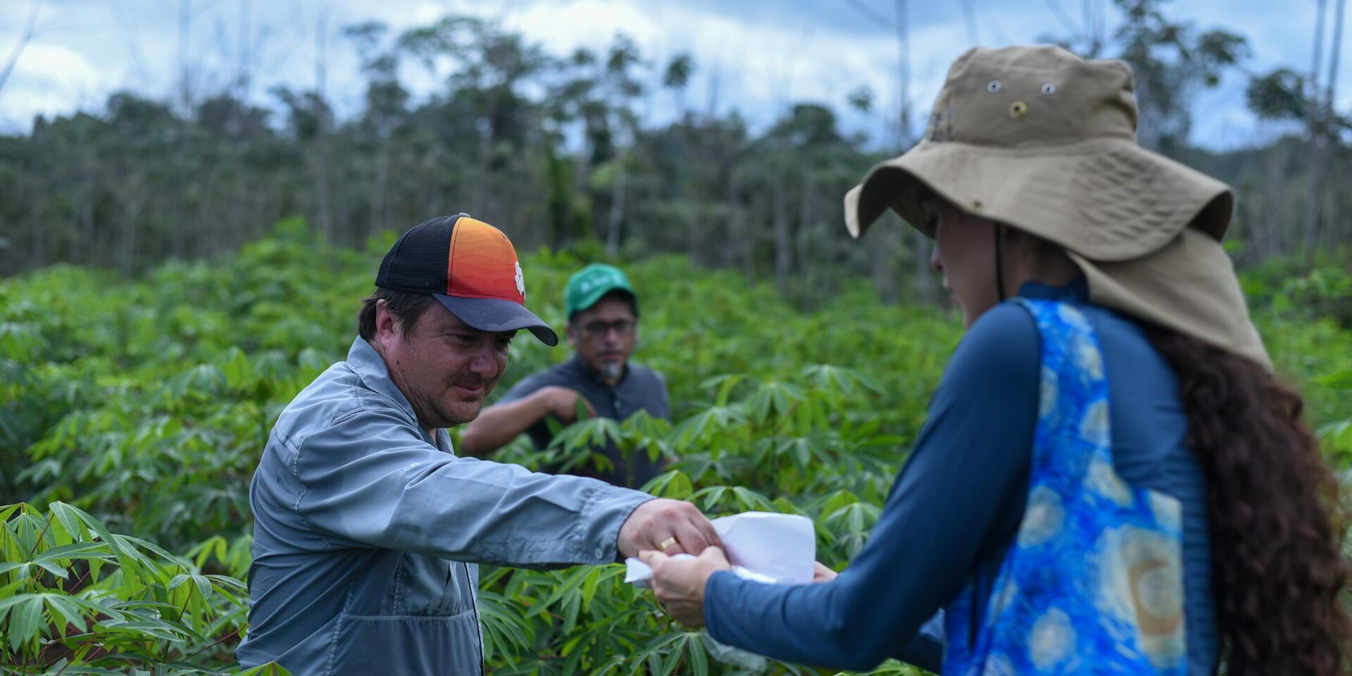 Countries join forces against Cassava Witches&rsquo; Broom Disease - Annual Report 2025 - Alliance Bioversity International - CIAT