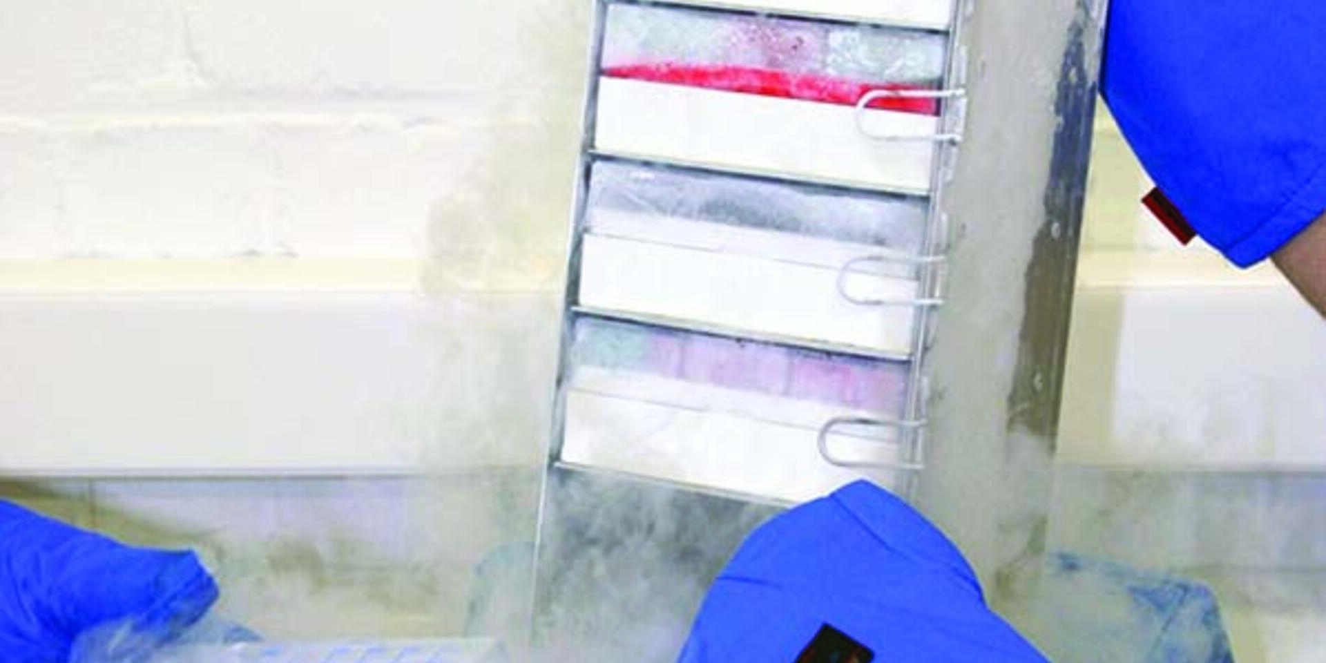 Bananas in the deep freeze: 10 years of cryopreservation