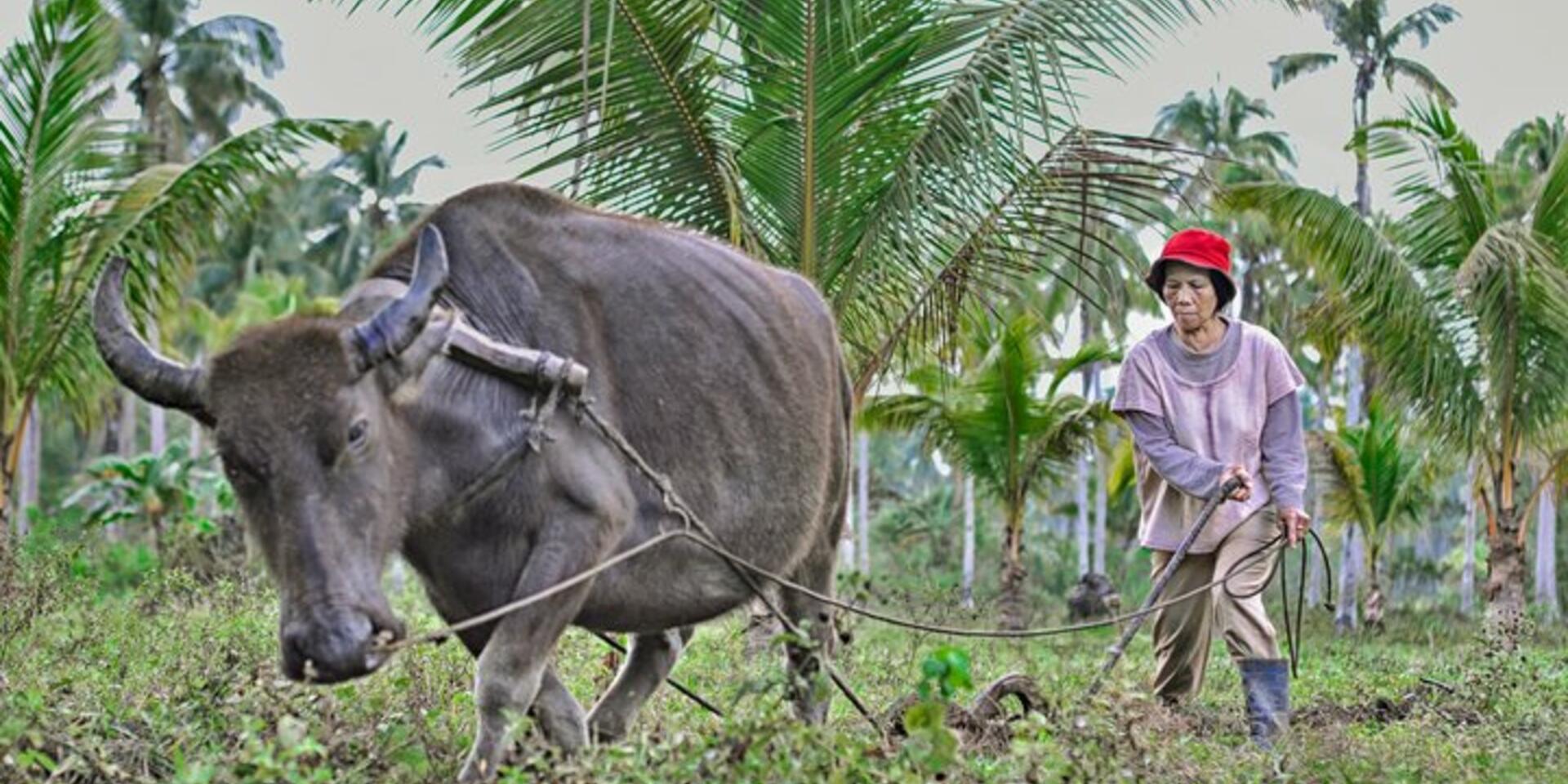 Plowing with buffaloes in the Philippines - an interview with one of the photo contest winners