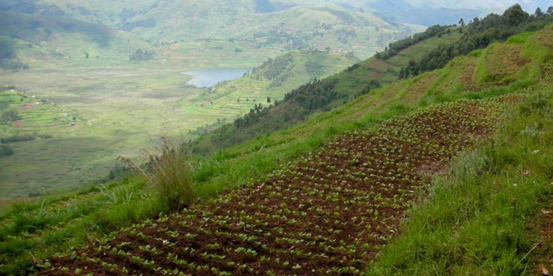 Climate change, land and agriculture