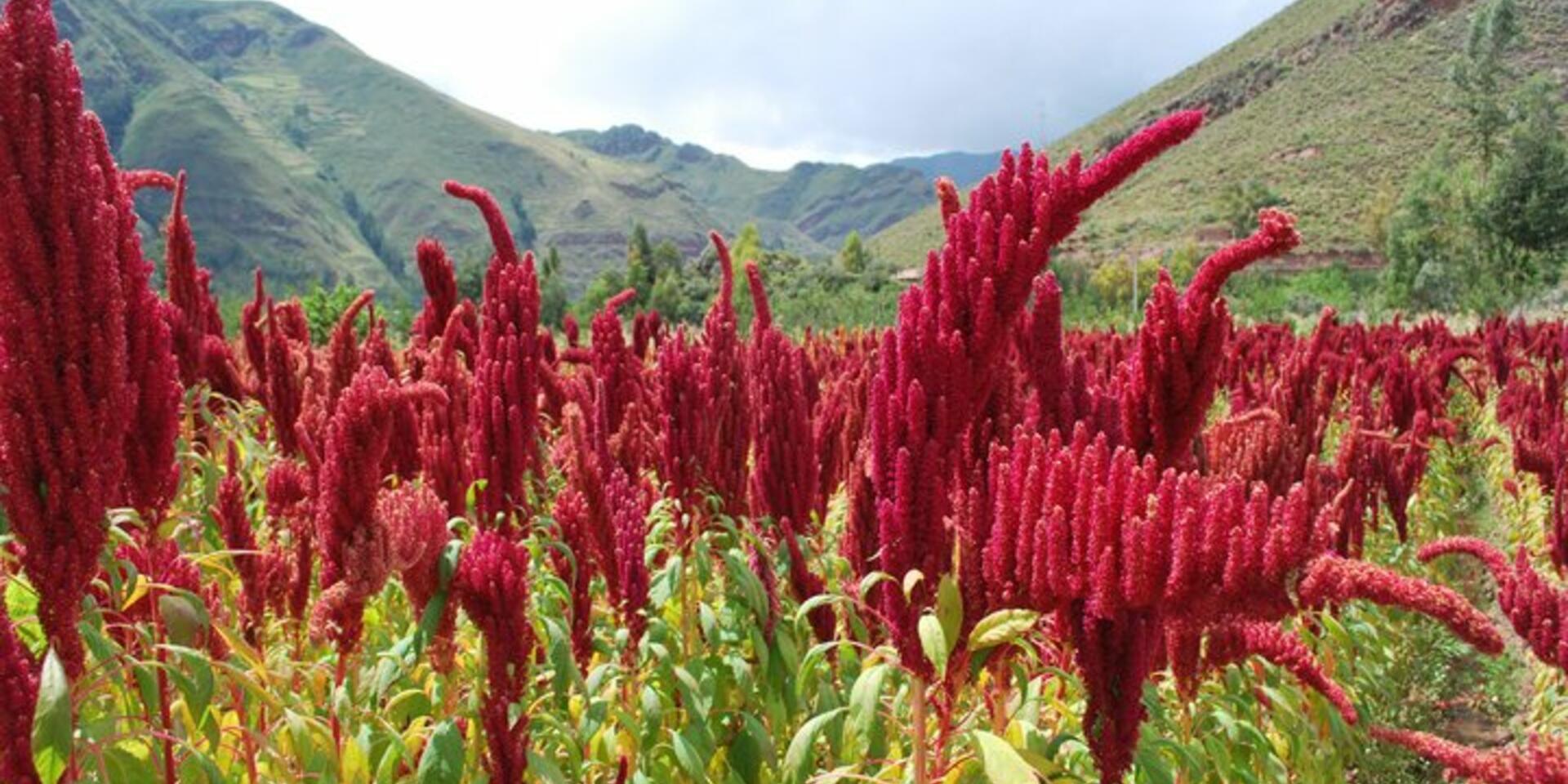 Reviving heritage grains - what is the next quinoa?