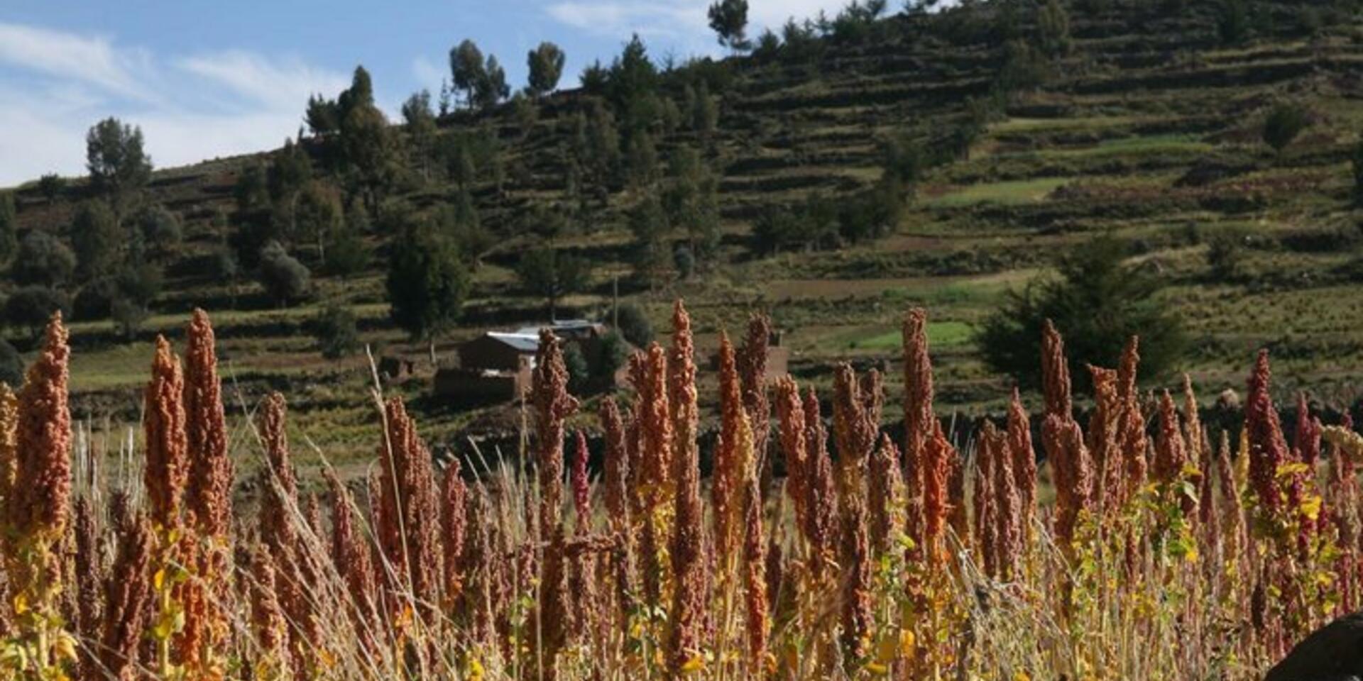 New book puts the spotlight on Andean &lsquo;super grains&rsquo;