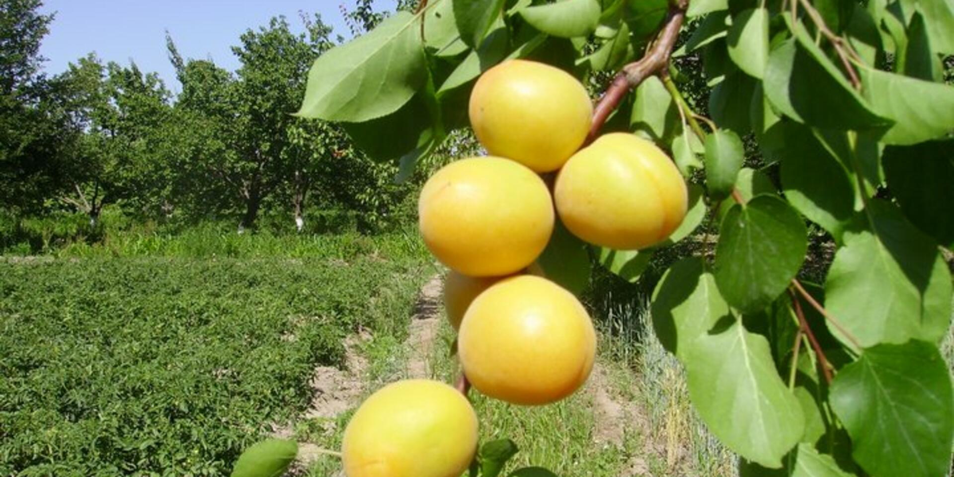 Increasing the profile of crop diversity in Uzbekistan