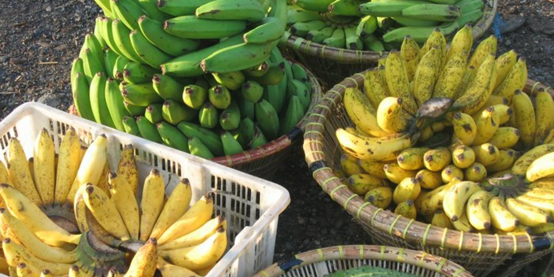 CNN talks to Bioversity International about 'Panama disease' in bananas