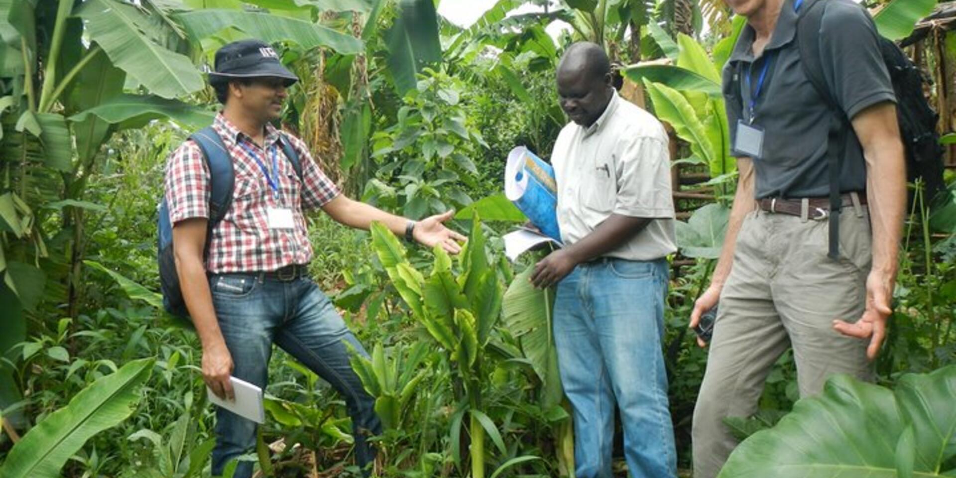 Banana scientists cover significant ground in battling banana disease BBTD