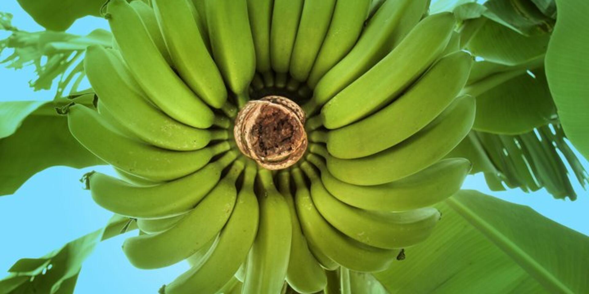 Global programme seeks to contain serious threat to the world&rsquo;s bananas