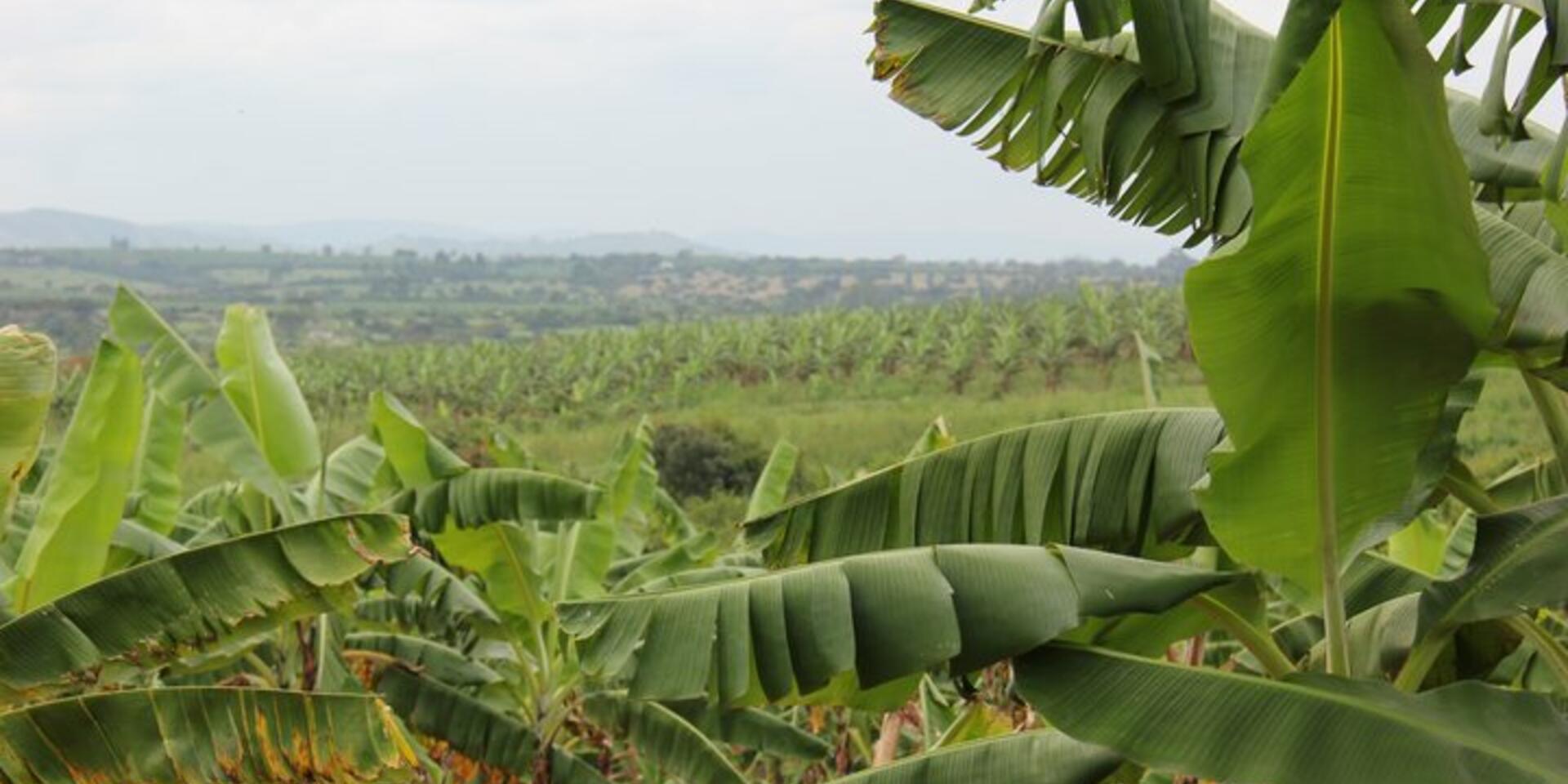 Take a virtual tour of the Mbarara field collection of banana diversity, Uganda