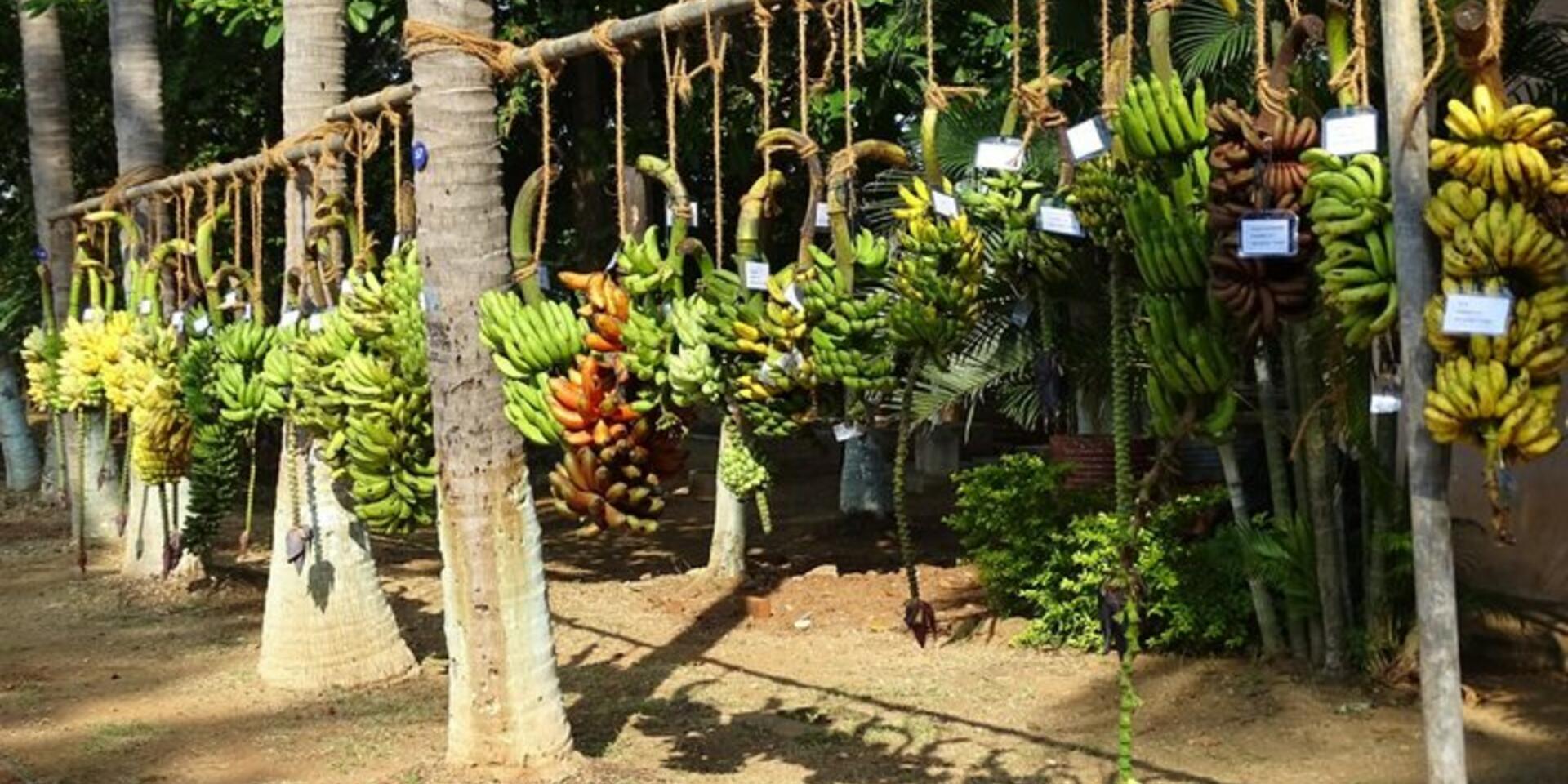 Celebrating banana diversity &ndash; A treasure chest hosted in Belgium
